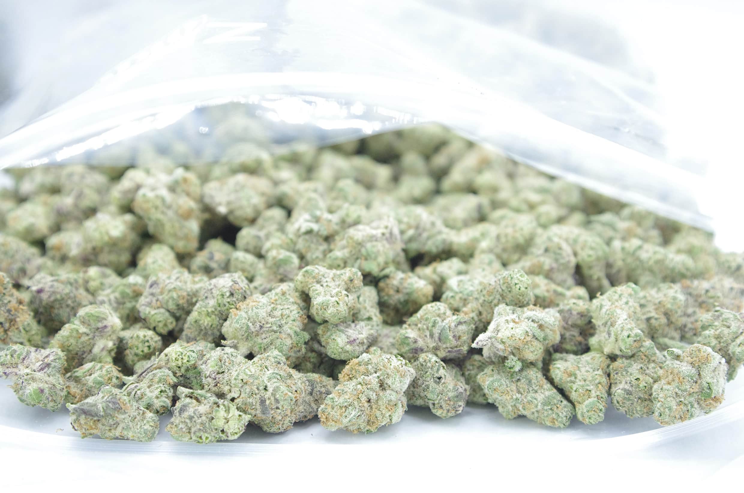 Tangieland (Oz Special) Hybrid anti-anxiety Tangieland (Oz Special) Hybrid anti-anxiety