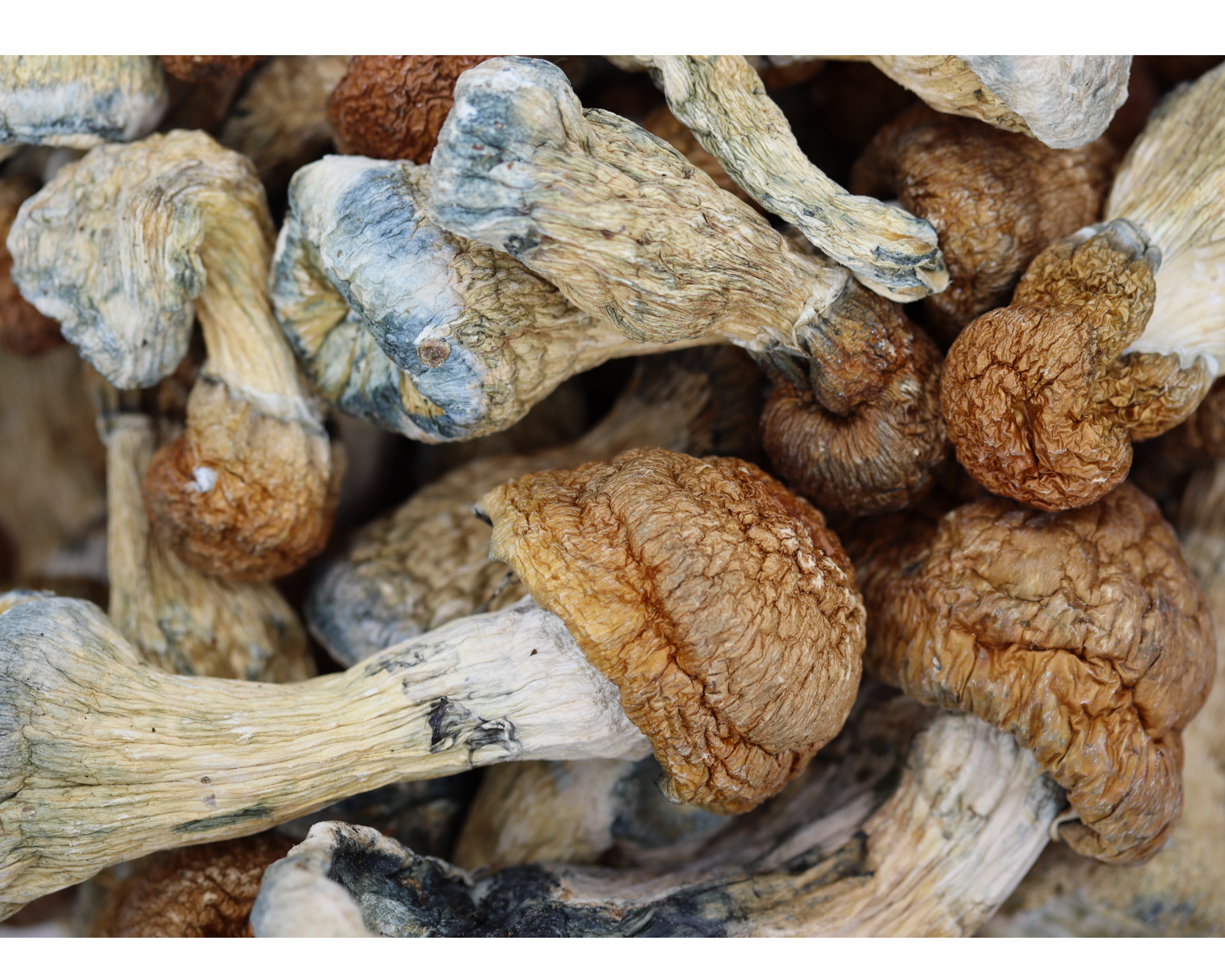 Trinity Mushrooms psychedelics Trinity Mushrooms psychedelics