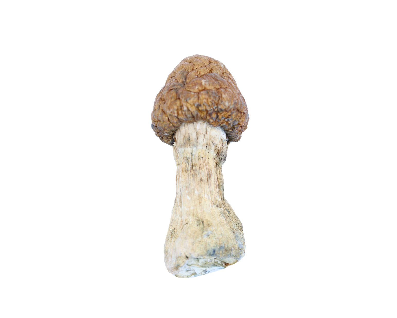 Trinity Mushrooms psychedelics Trinity Mushrooms psychedelics