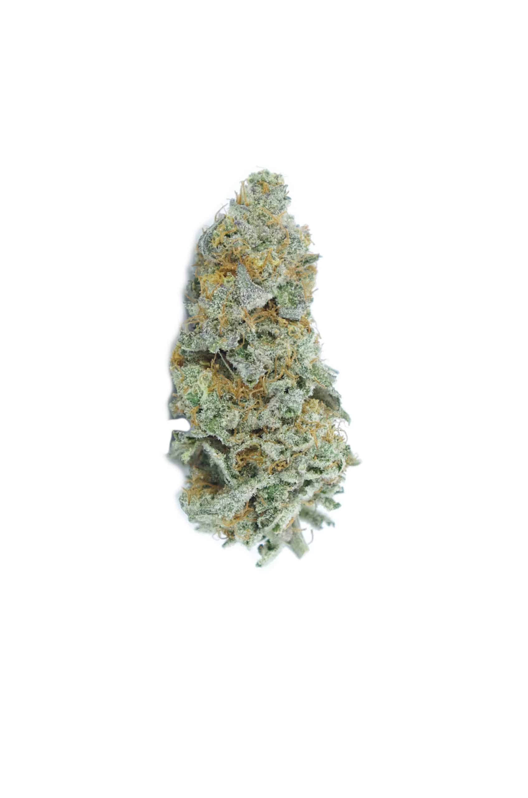 Truffletini (Oz Special) Hybrid anxiety Truffletini (Oz Special) Hybrid anxiety