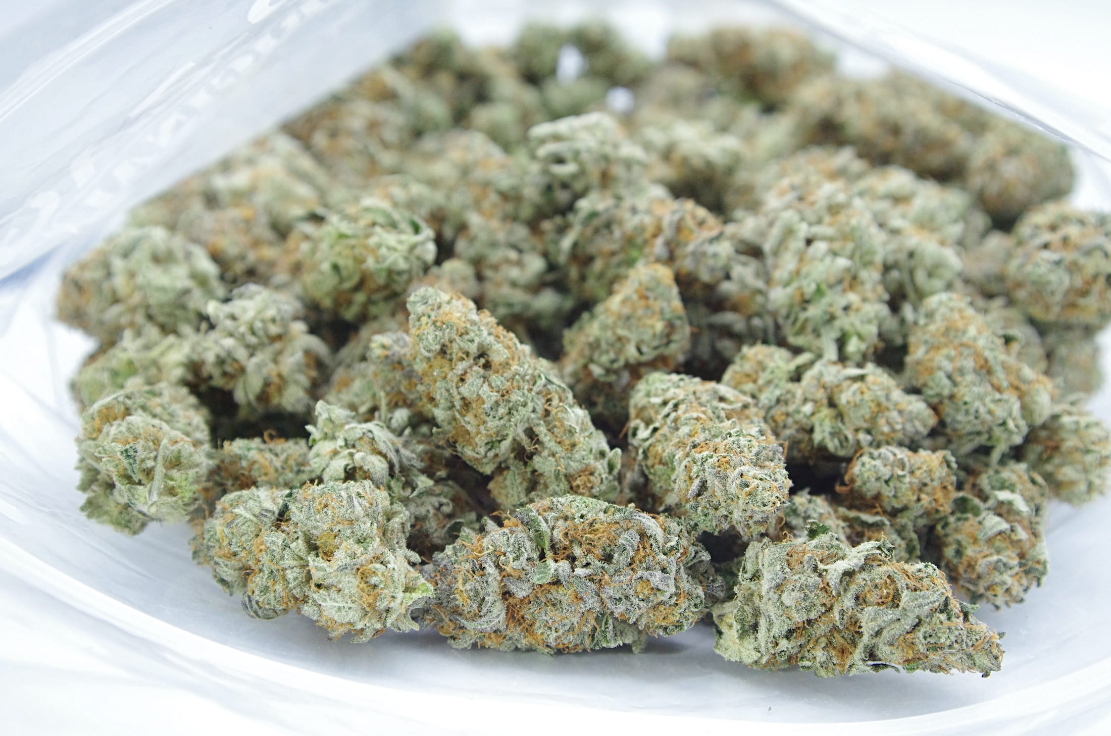 Truffletini (Oz Special) Hybrid anxiety Truffletini (Oz Special) Hybrid anxiety