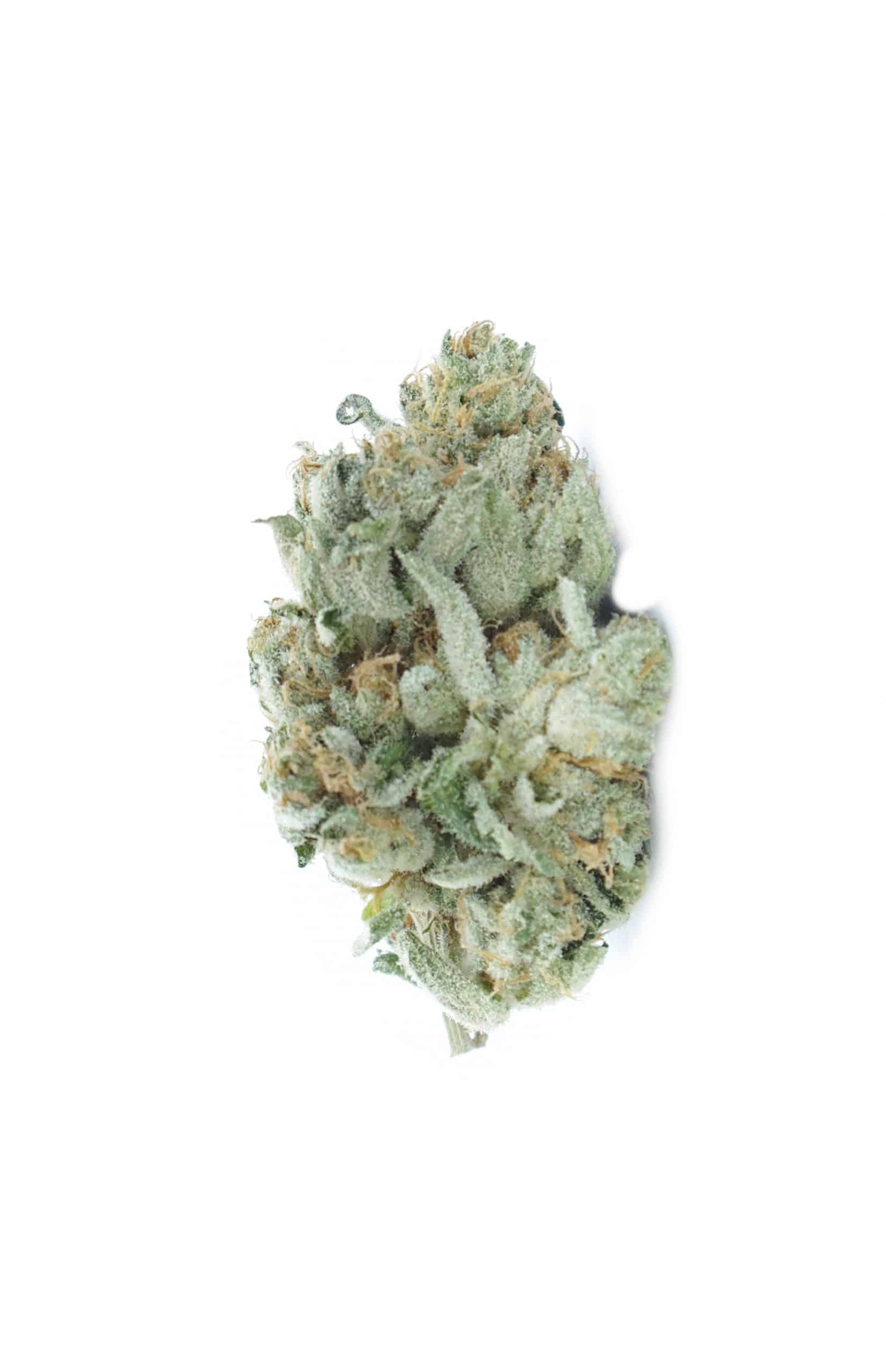 Watermelon Zkittles (Oz Special) Hybrid anti-anxiety Watermelon Zkittles (Oz Special) Hybrid anti-anxiety