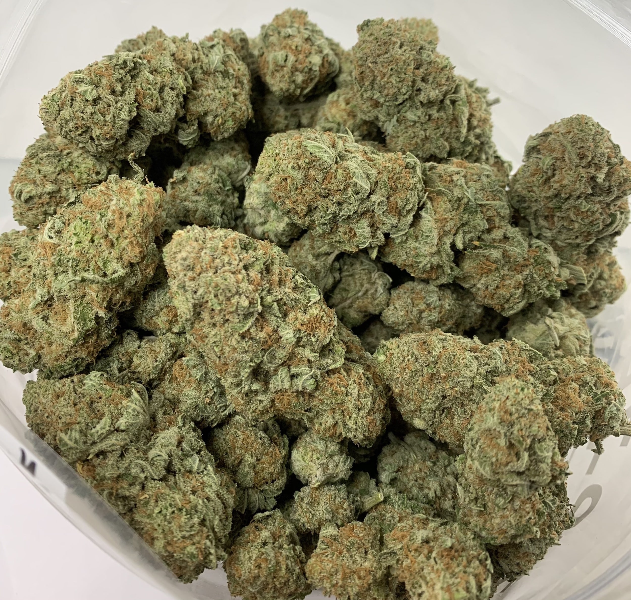 White Castle (Oz Special) Hybrid anxiety White Castle (Oz Special) Hybrid anxiety