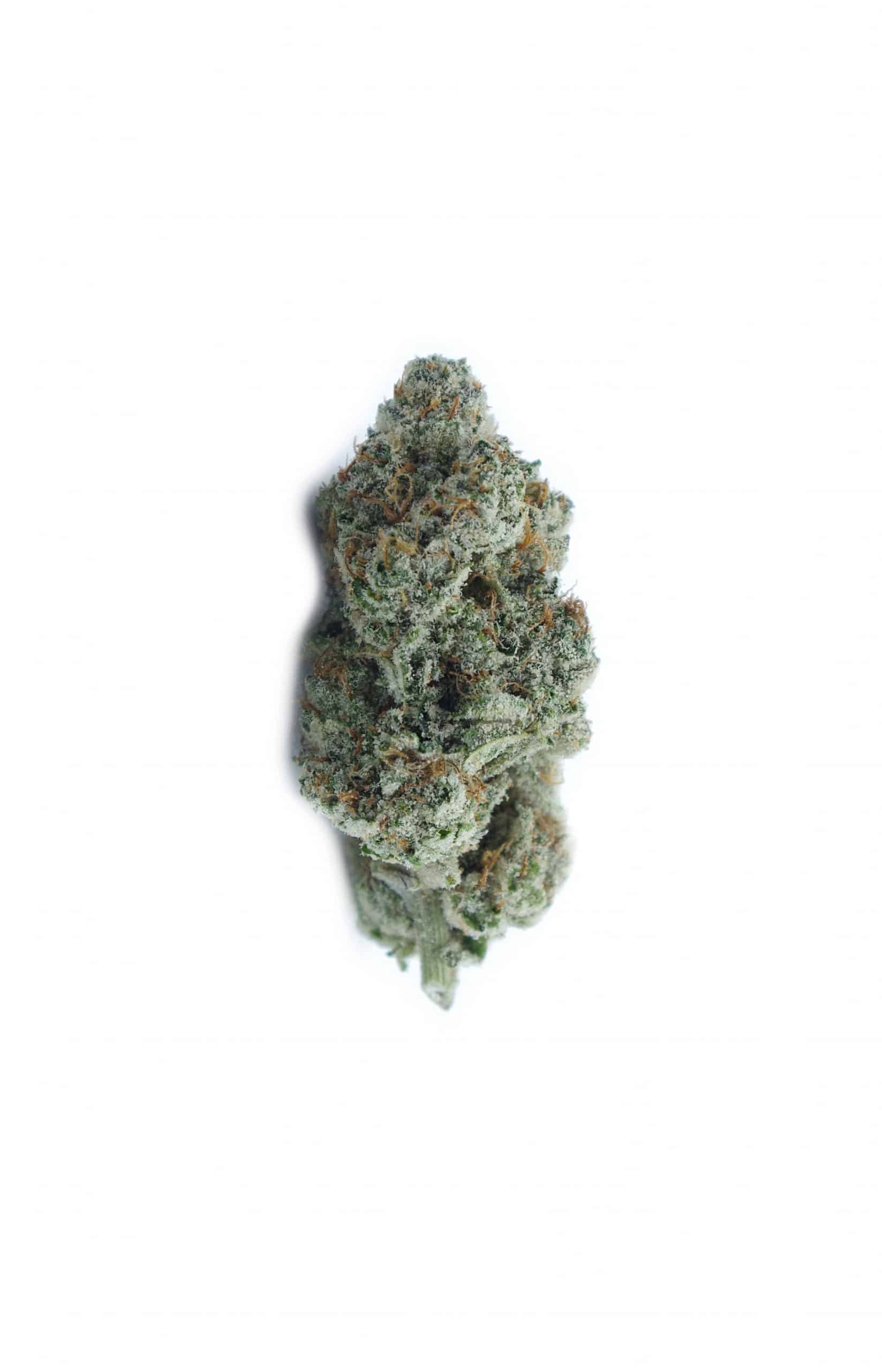 White Gold (Oz Special) Hybrid anti-anxiety White Gold (Oz Special) Hybrid anti-anxiety
