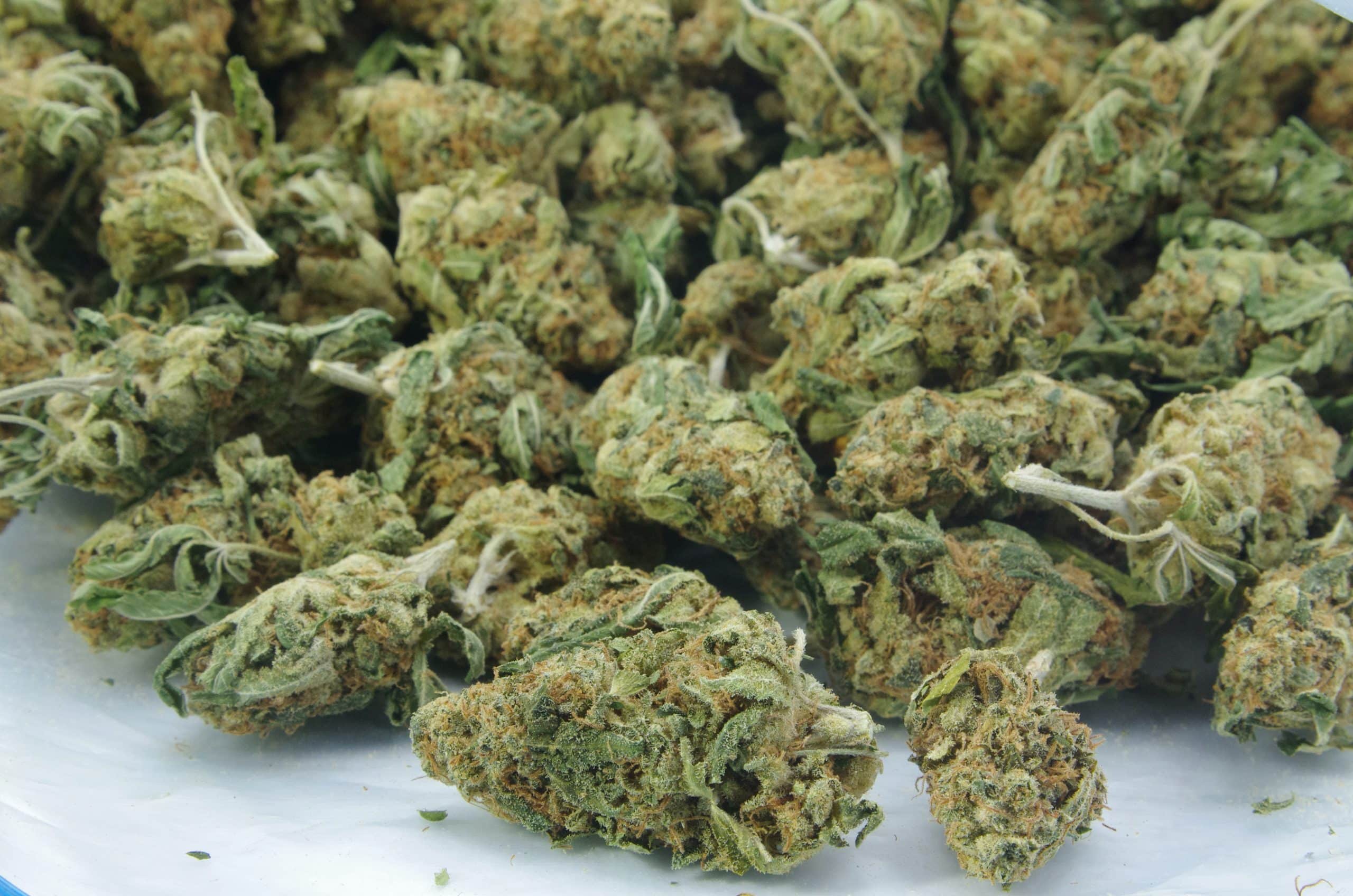 White Zkittles (Oz Special) Hybrid anti-anxiety White Zkittles (Oz Special) Hybrid anti-anxiety