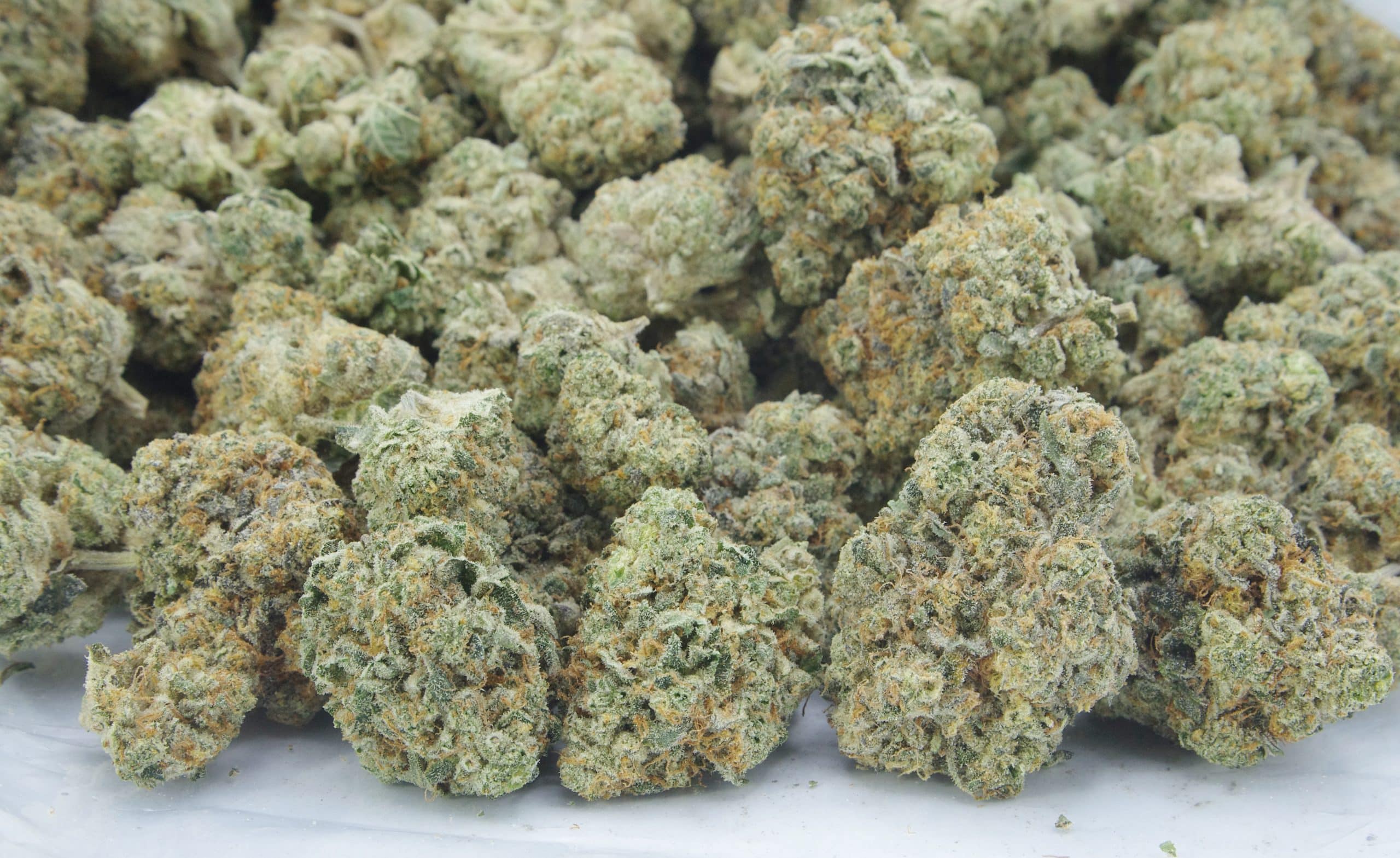 Zack’s Pie (Ounce Special) Hybrid anxiety Zack’s Pie (Ounce Special) Hybrid anxiety