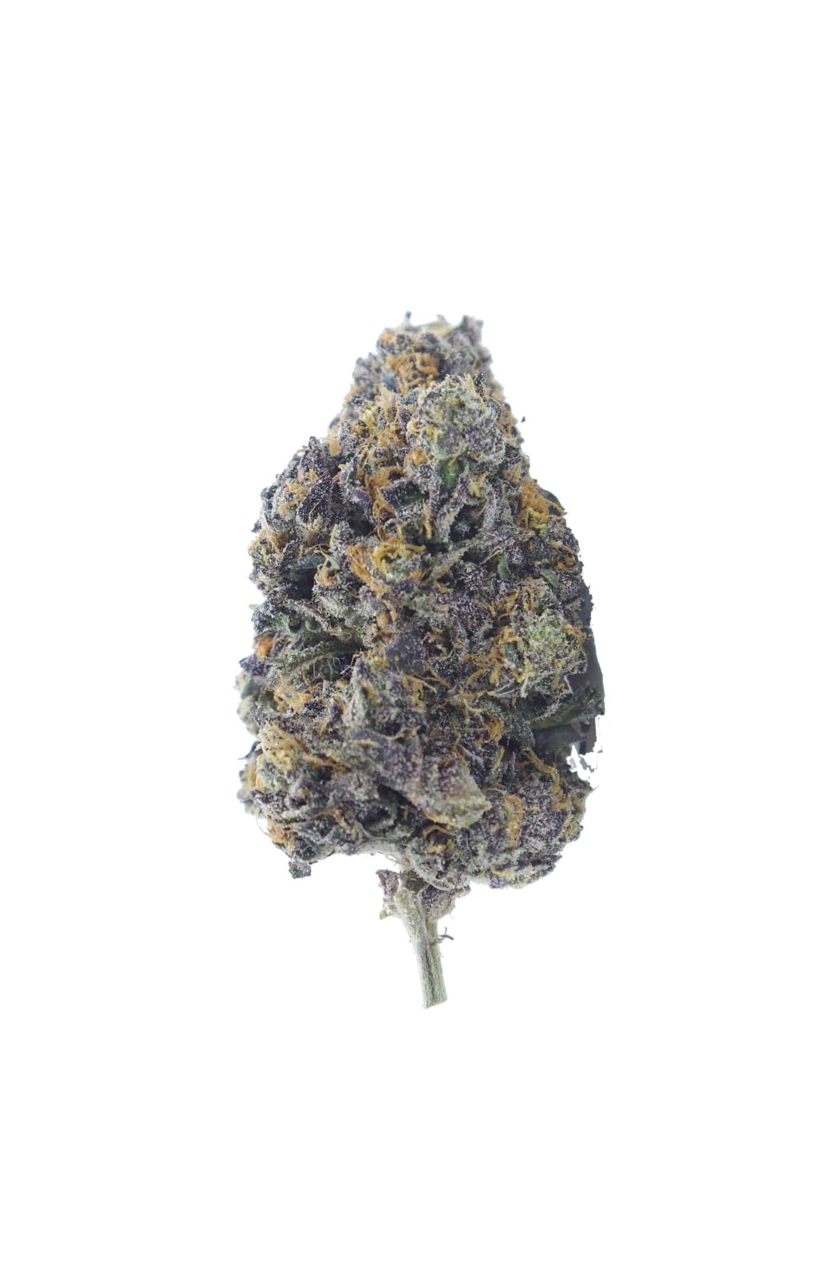 Animal Cookies (Oz Special) Hybrid Animal Cookies (Oz Special) Hybrid
