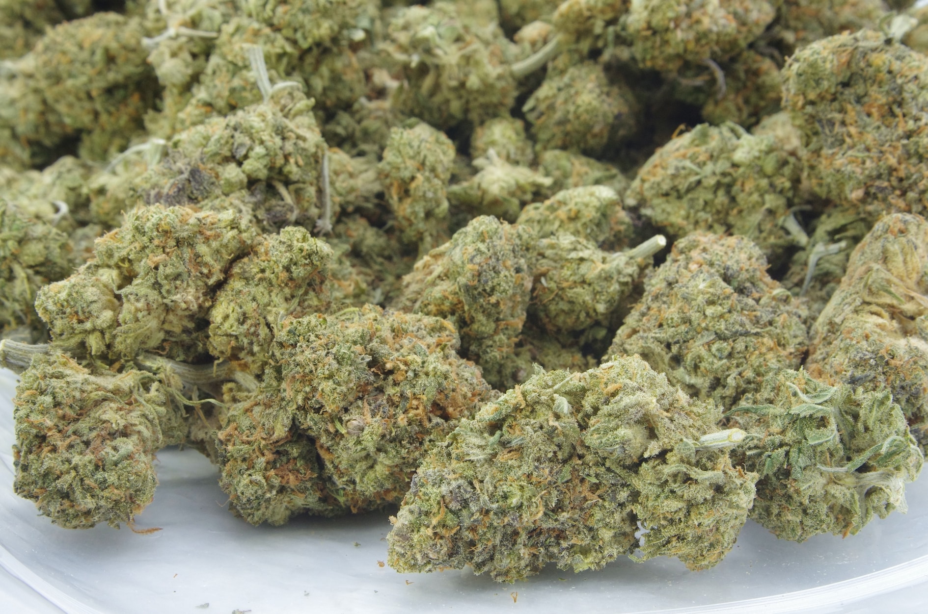 Blue Dream (Ounce Special) All Strains anxiety Blue Dream (Ounce Special) All Strains anxiety