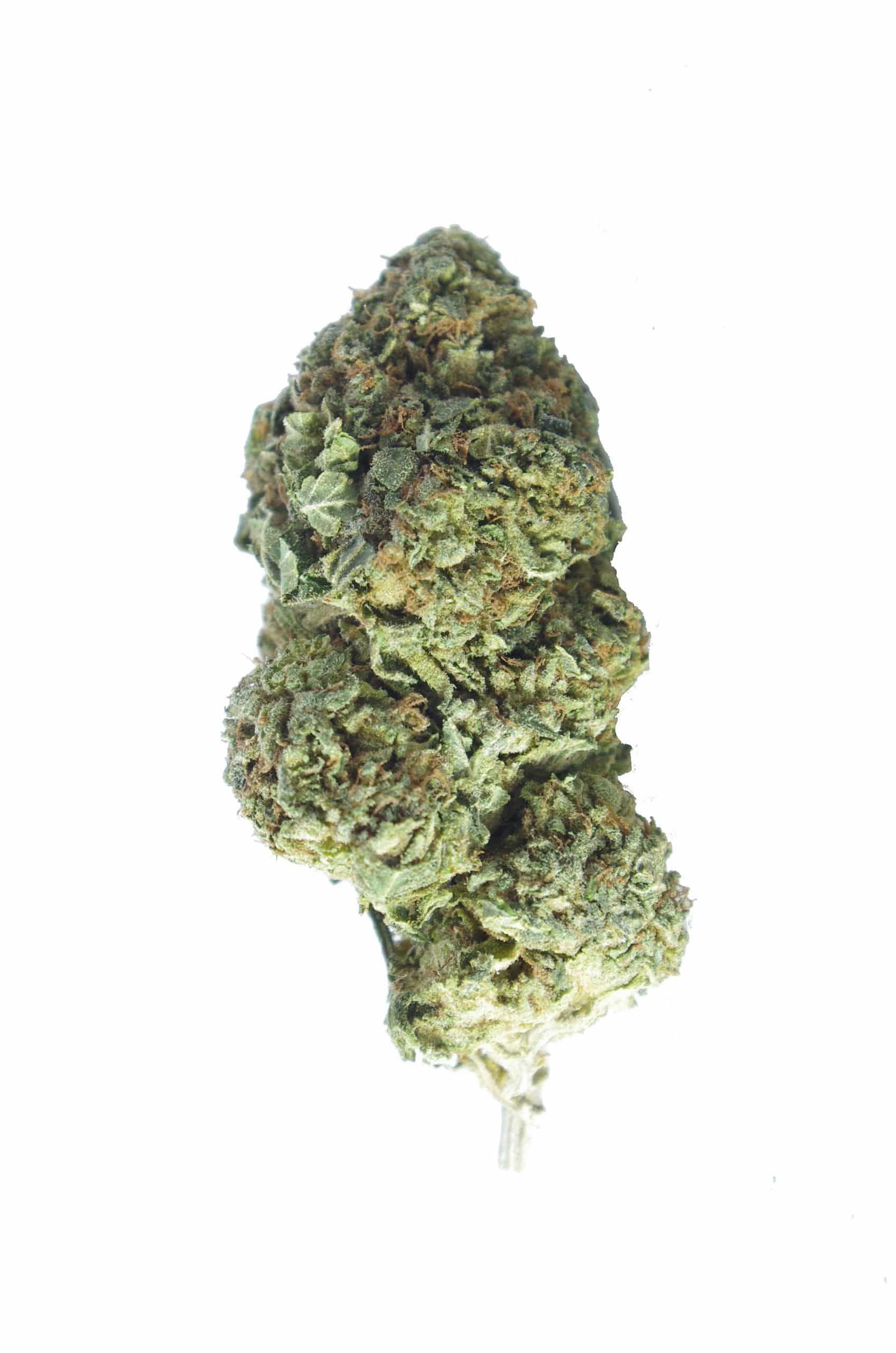 Blue Mataro (Oz Special) All Strains anxiety Blue Mataro (Oz Special) All Strains anxiety
