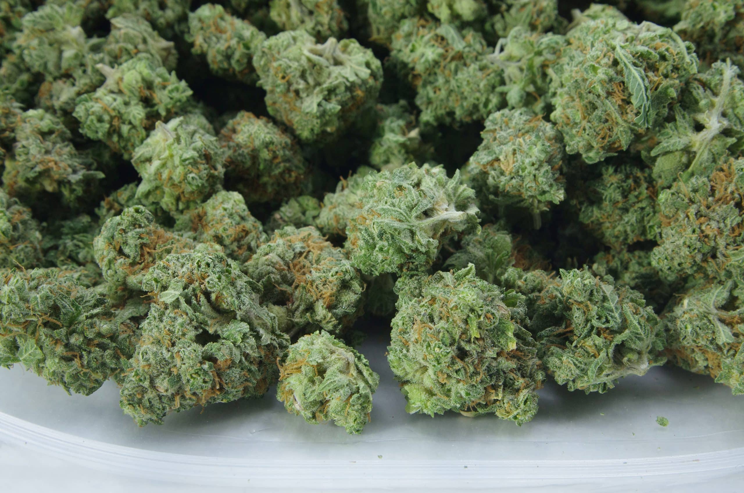 Canalope Haze Mids (Oz Special) All Strains anxiety Canalope Haze Mids (Oz Special) All Strains anxiety