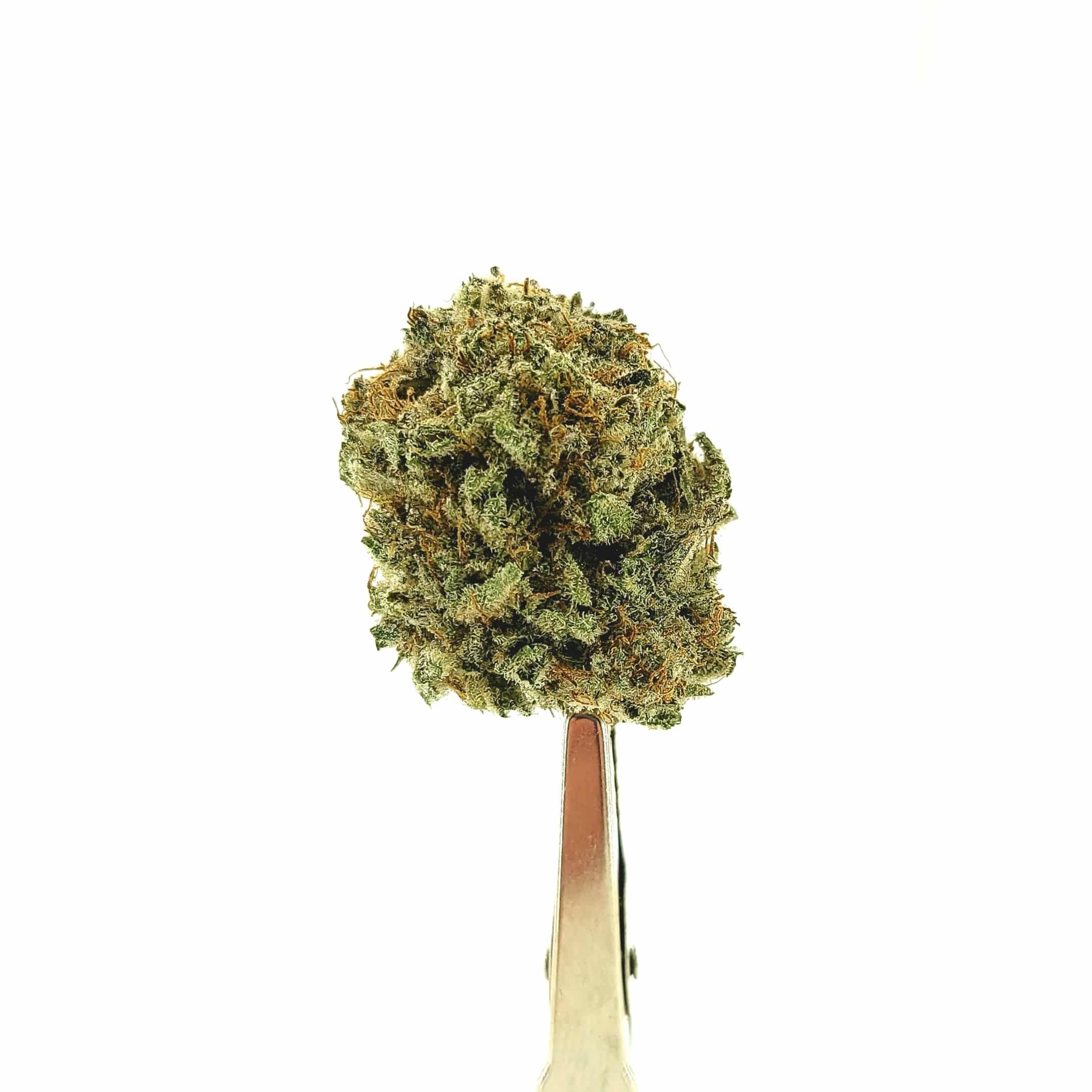 Chocolate Kush (Oz Special) Indica anxiety Chocolate Kush (Oz Special) Indica anxiety