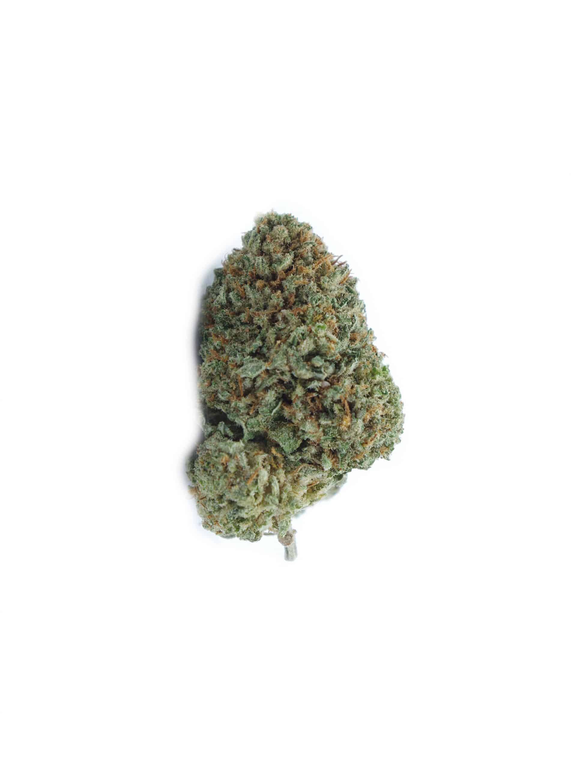 Congo (Oz Special) Hybrid Congo (Oz Special) Hybrid