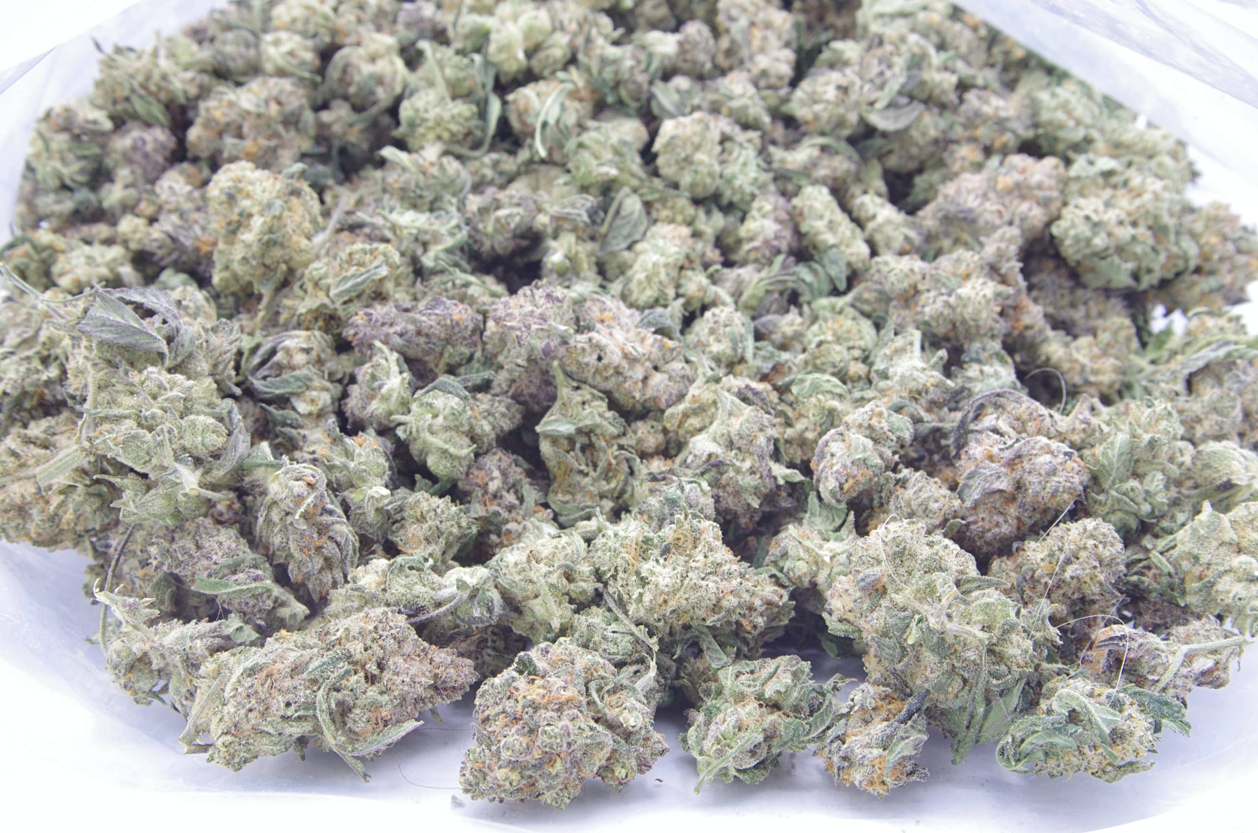 Florida Citrus Kush Mids Oz Special Hybrid anti-anxiety Florida Citrus Kush Mids Oz Special Hybrid anti-anxiety