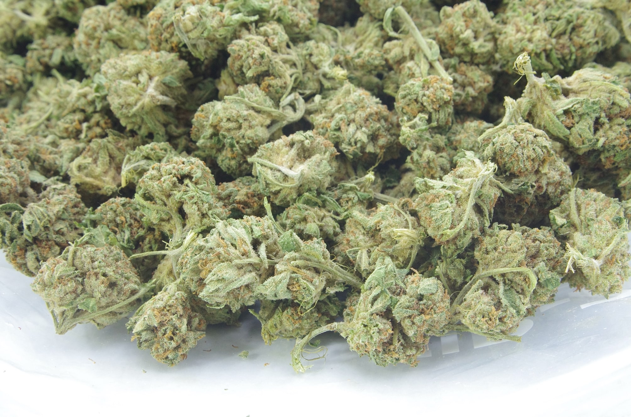 G-13 Hashplant (Oz Special) Hybrid anti-anxiety G-13 Hashplant (Oz Special) Hybrid anti-anxiety