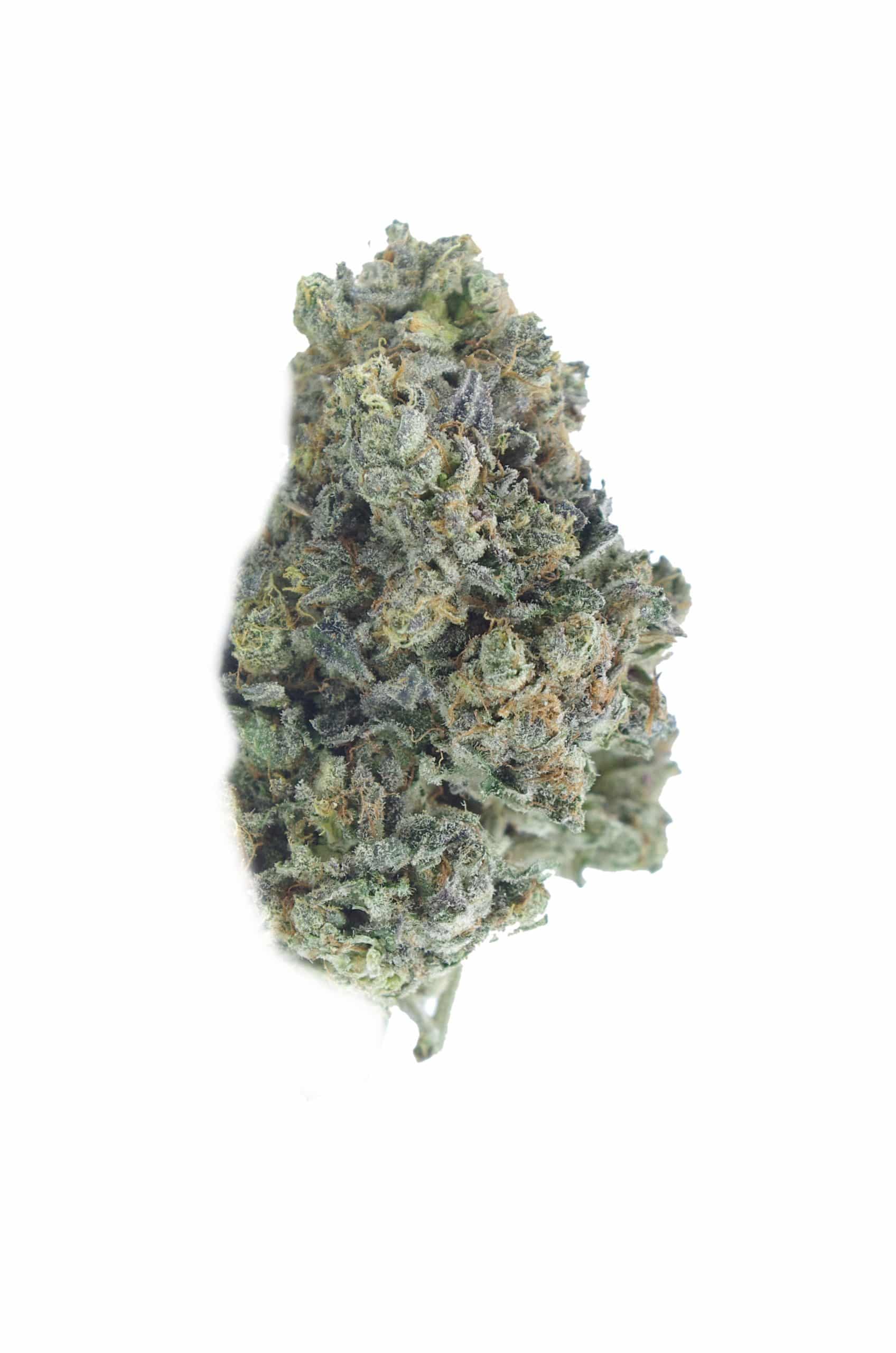 Garlic Breath (Oz Special) Hybrid anxiety Garlic Breath (Oz Special) Hybrid anxiety