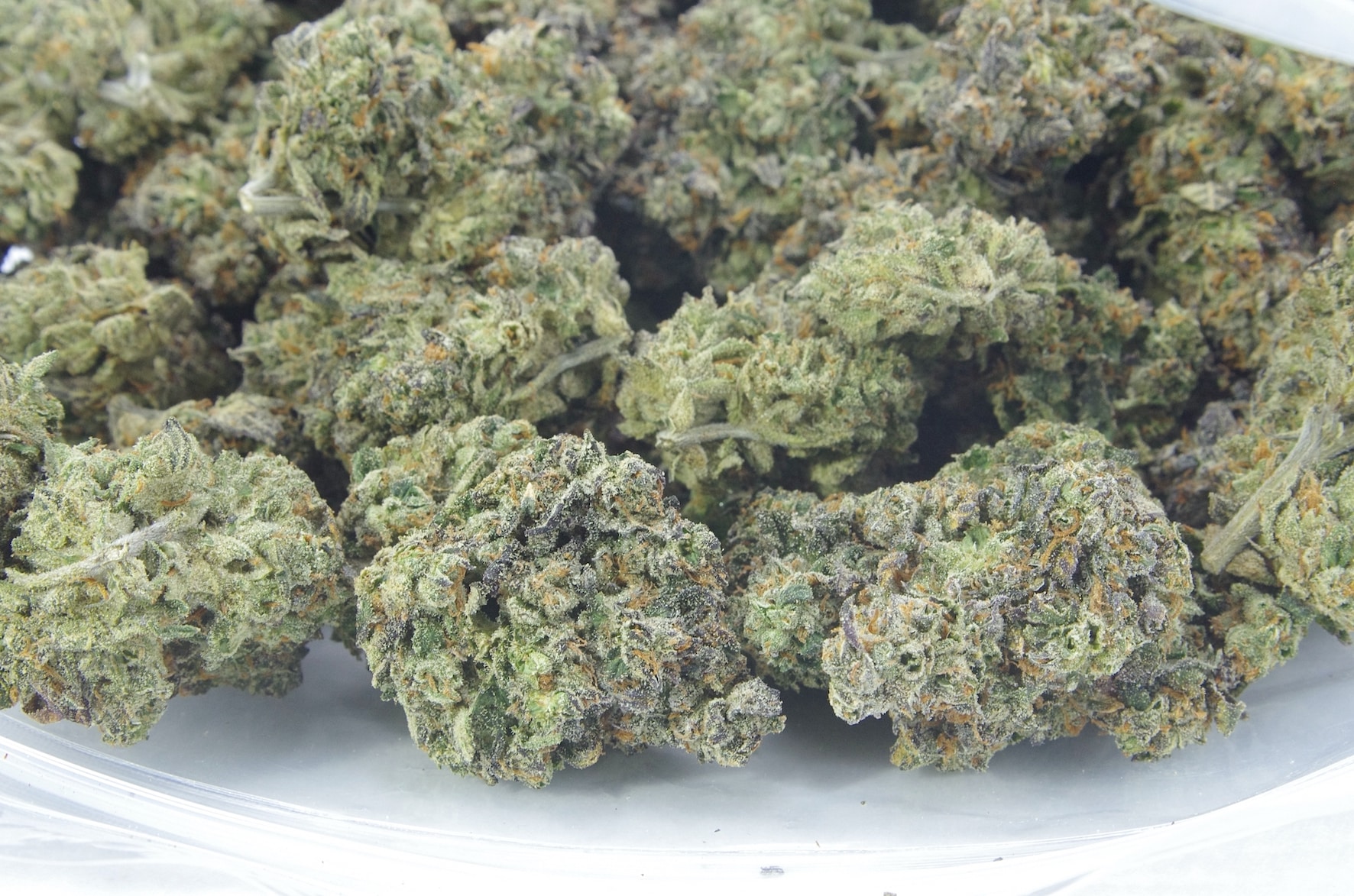 Gelato Mints (Oz Special) All Strains anti-anxiety Gelato Mints (Oz Special) All Strains anti-anxiety