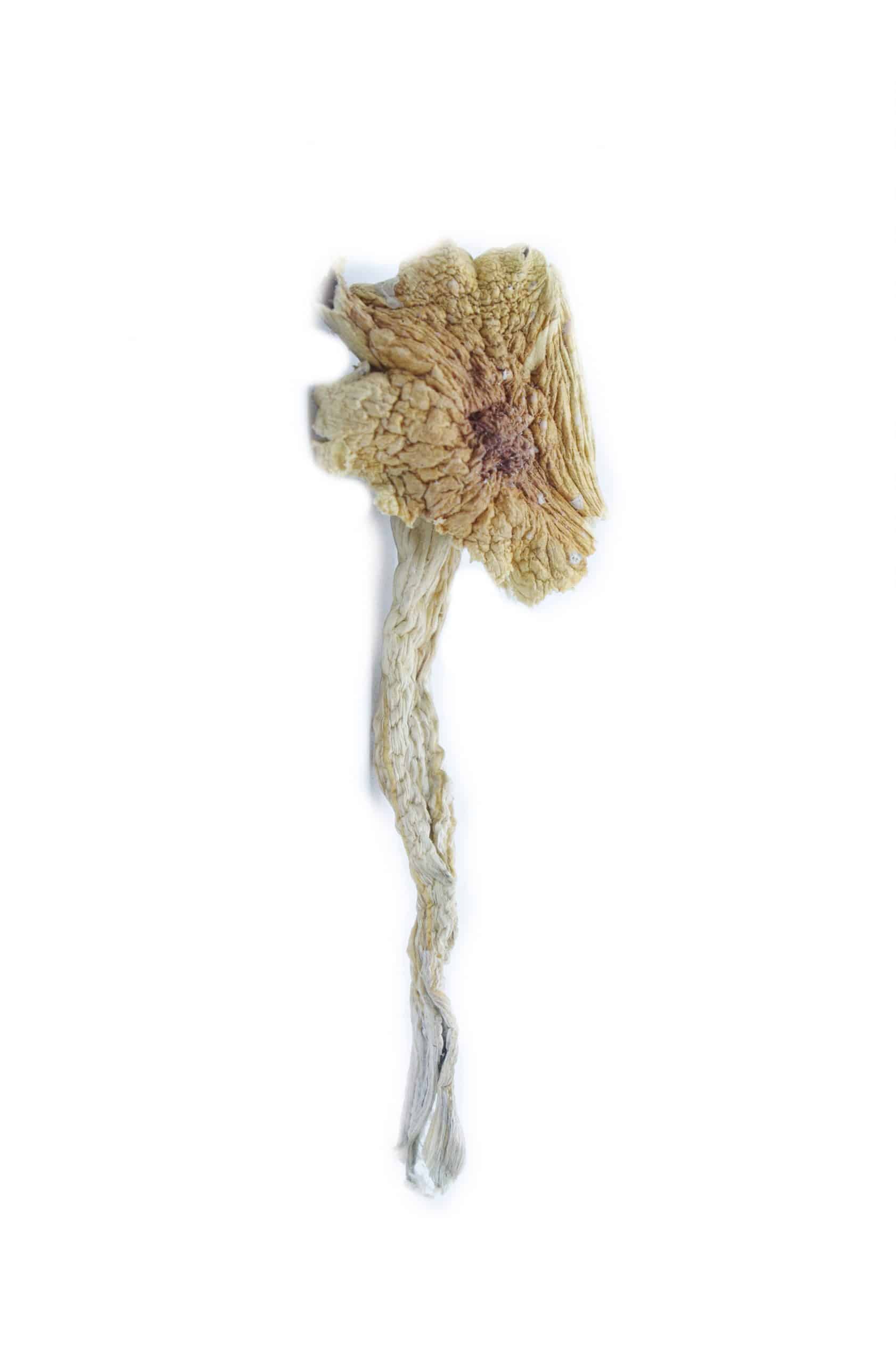 Hawaiian Magic Mushrooms Psychedelics Hawaiian Magic Mushrooms Psychedelics