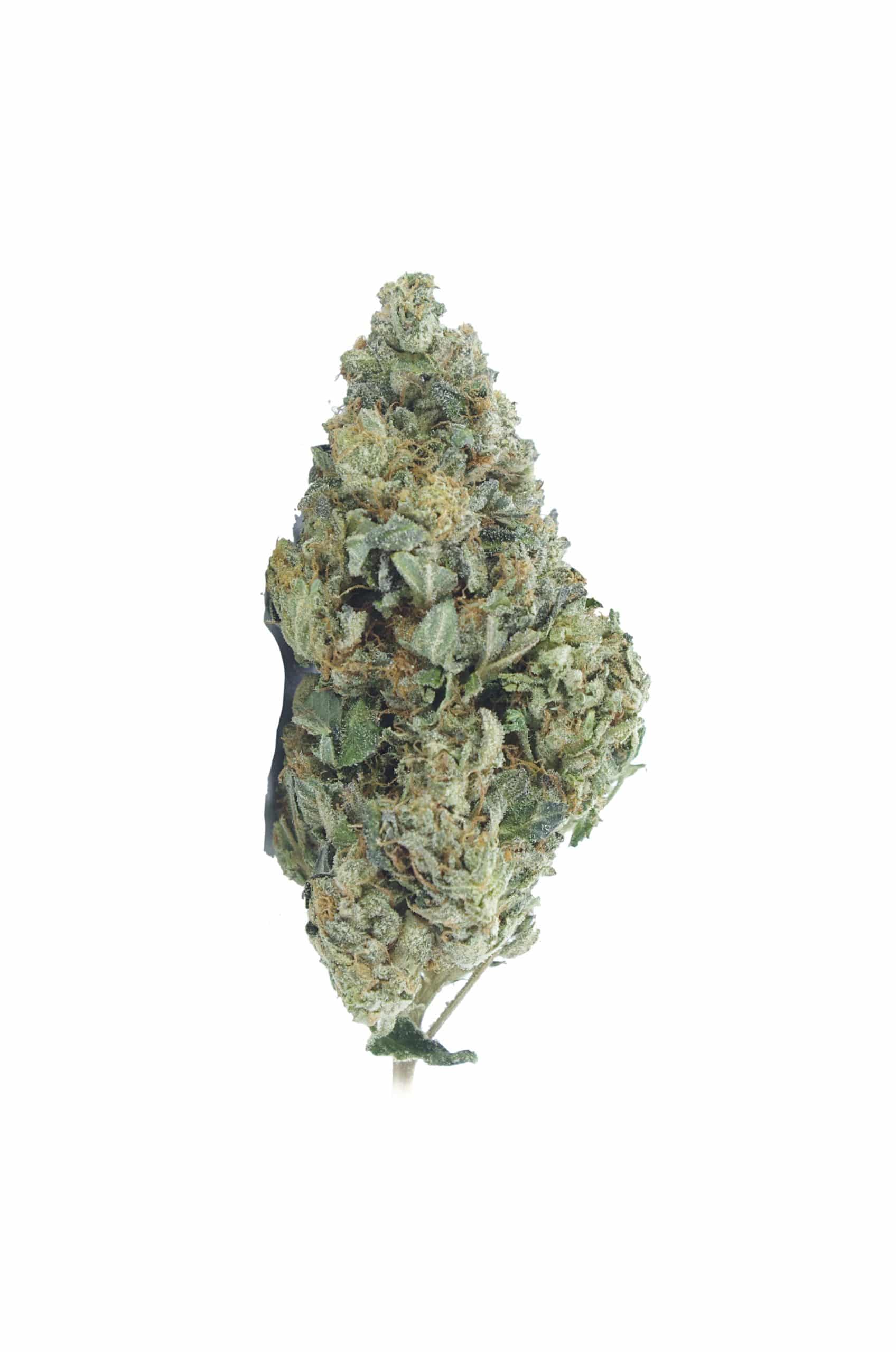 Hindu Kush (Oz Special) Indica anxiety Hindu Kush (Oz Special) Indica anxiety