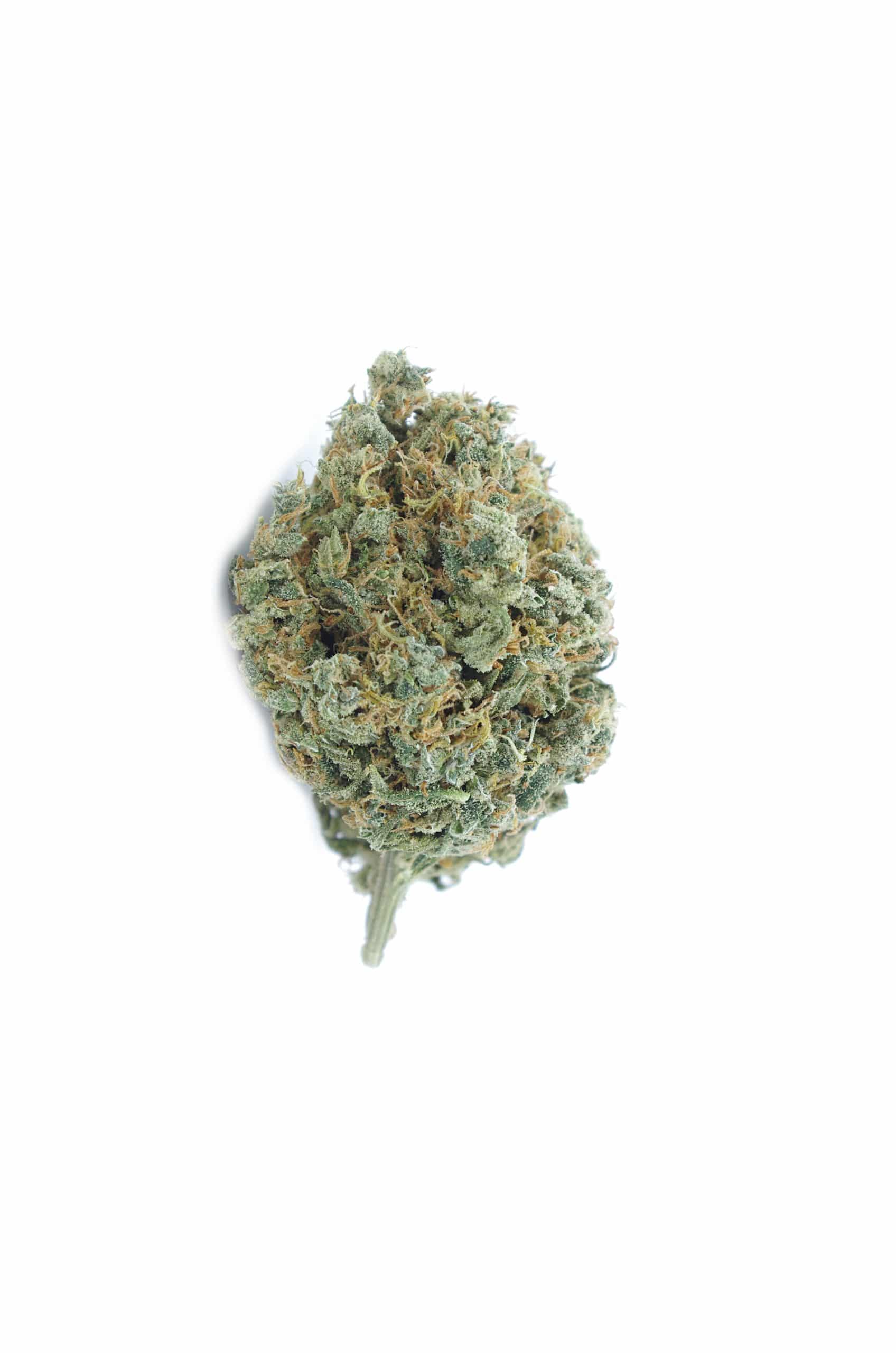 Jack Herer (Oz Special) Hybrid anti-anxiety Jack Herer (Oz Special) Hybrid anti-anxiety