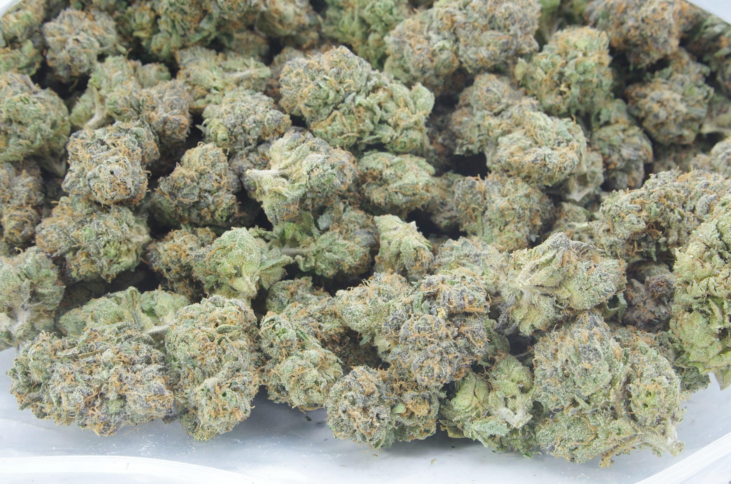 Jet Fuel Gelato Oz Special Hybrid Jet Fuel Gelato Oz Special Hybrid