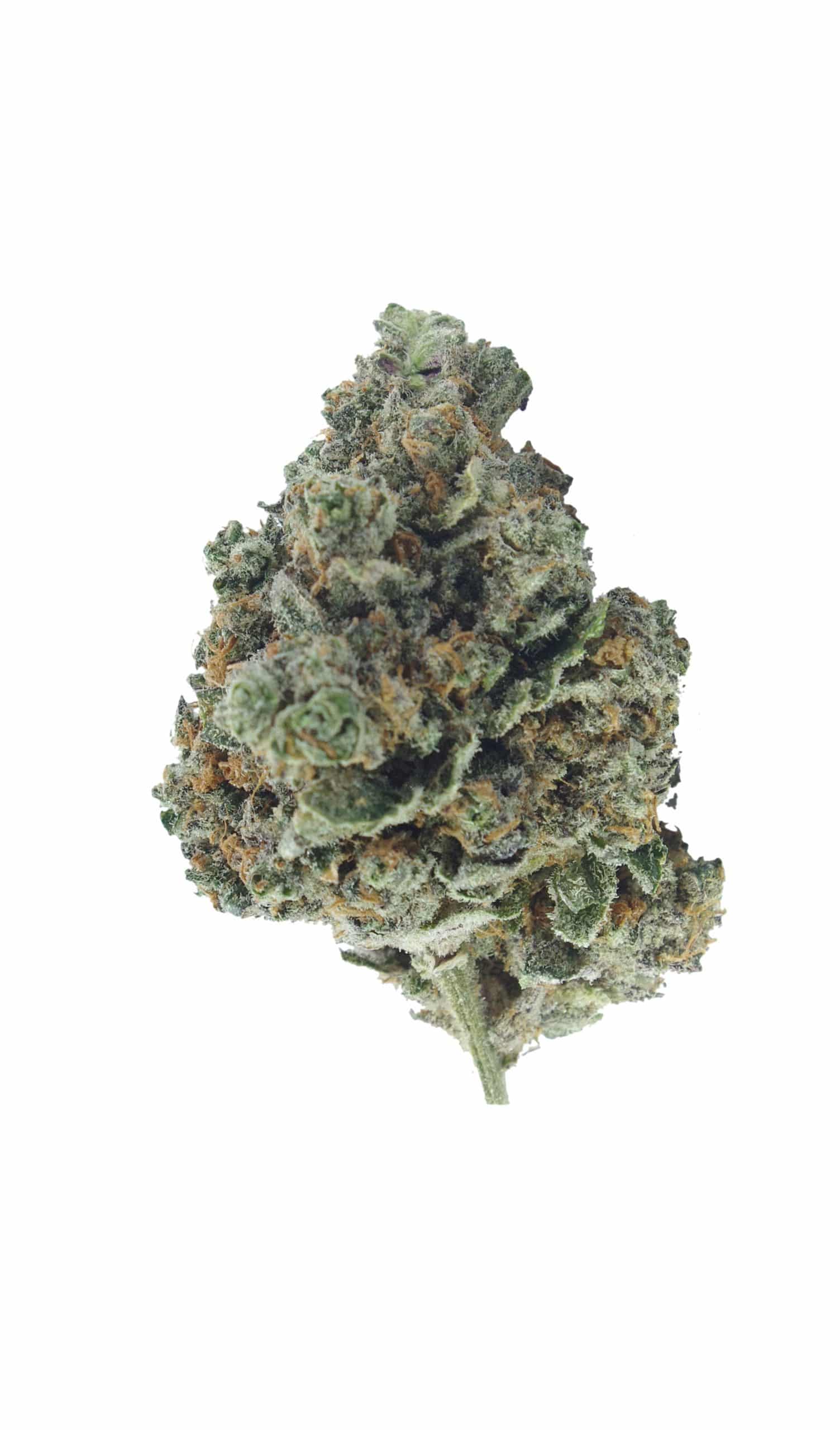 Jungle Cookies (Oz Special) All Strains anti-anxiety Jungle Cookies (Oz Special) All Strains anti-anxiety