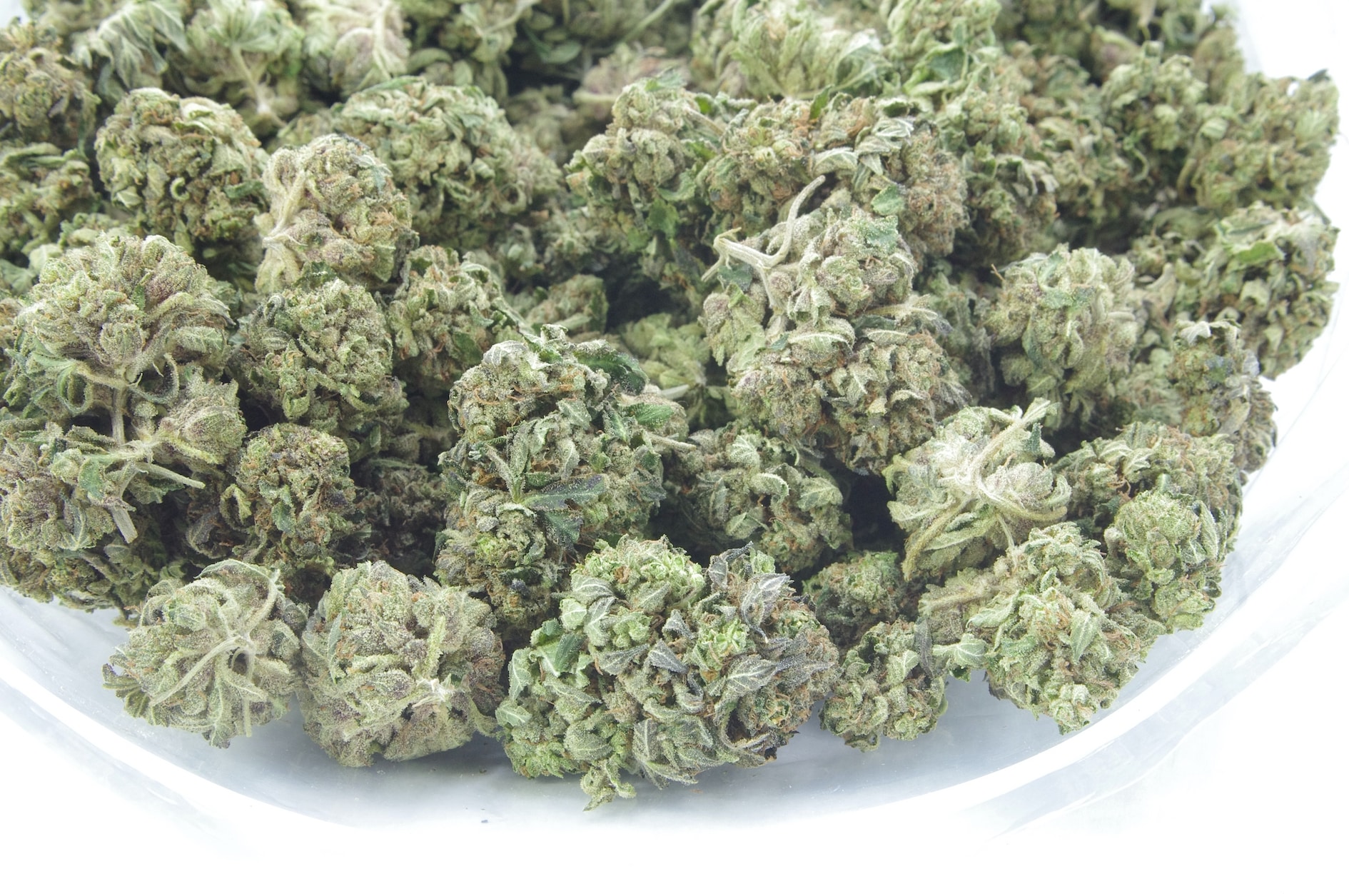 King’s Kush (Oz Special) All Strains anti-anxiety King’s Kush (Oz Special) All Strains anti-anxiety