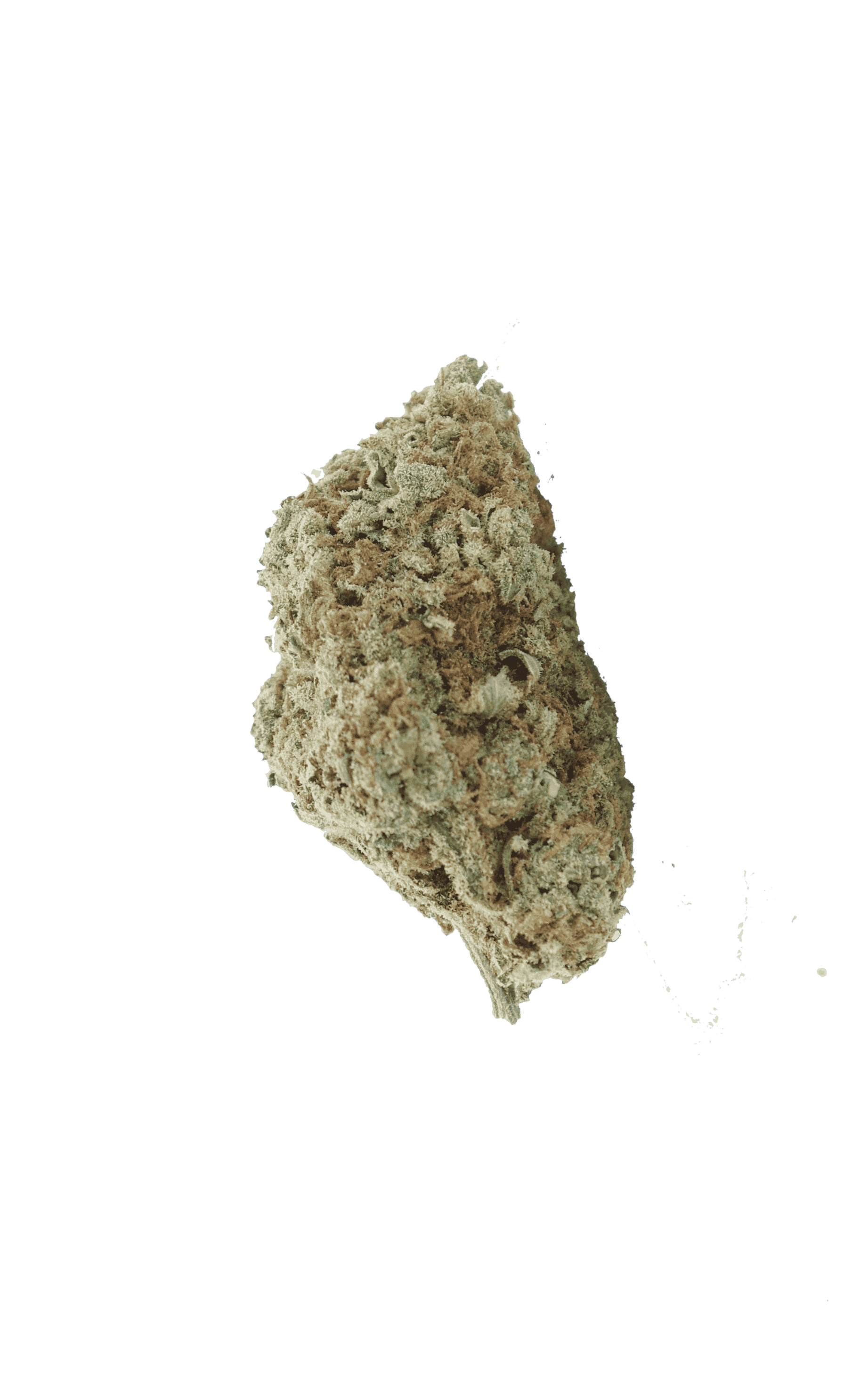 Lemon Drop (Oz Special) Hybrid anti-anxiety Lemon Drop (Oz Special) Hybrid anti-anxiety
