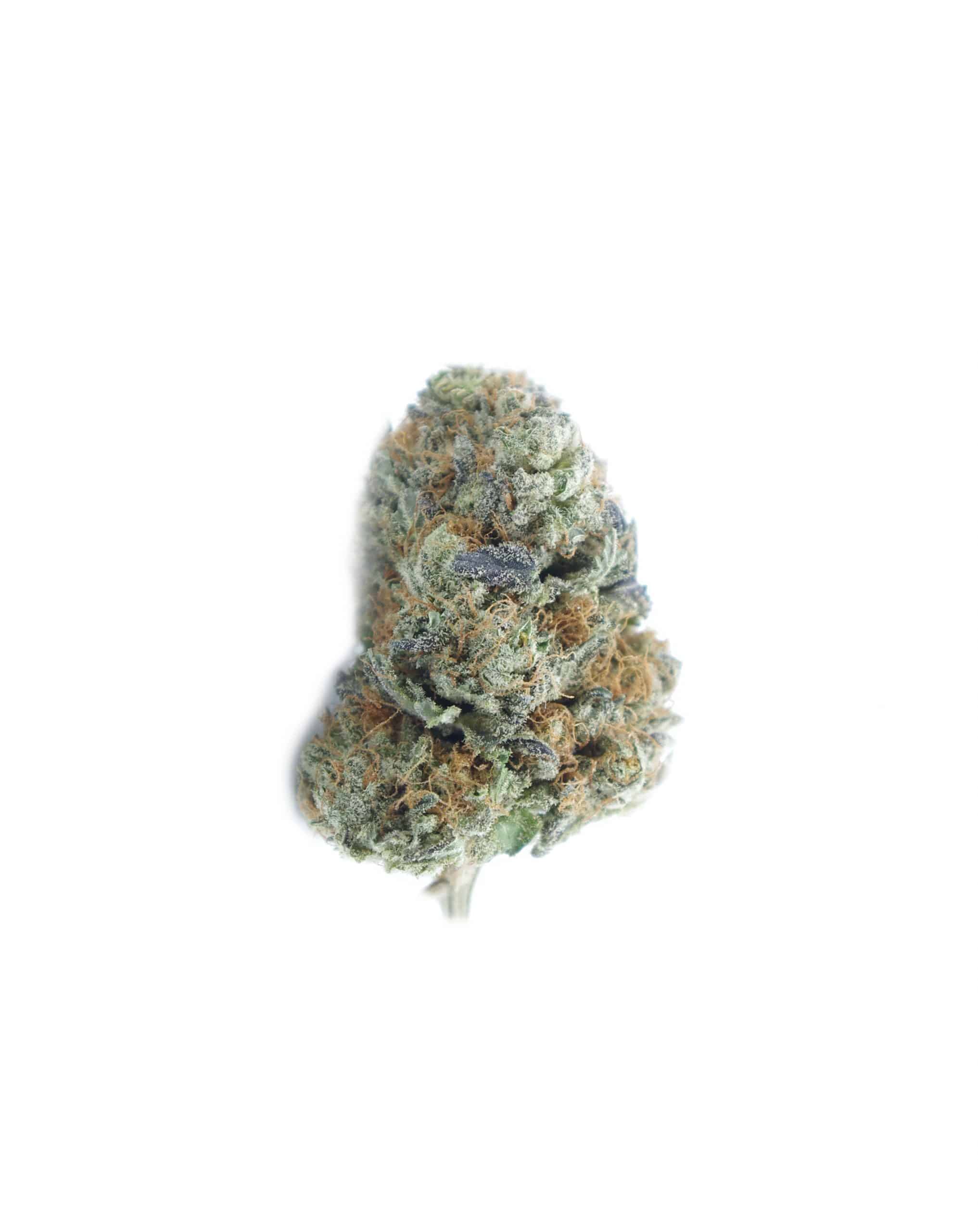 MacFlurry (Oz Special) Hybrid anxiety MacFlurry (Oz Special) Hybrid anxiety