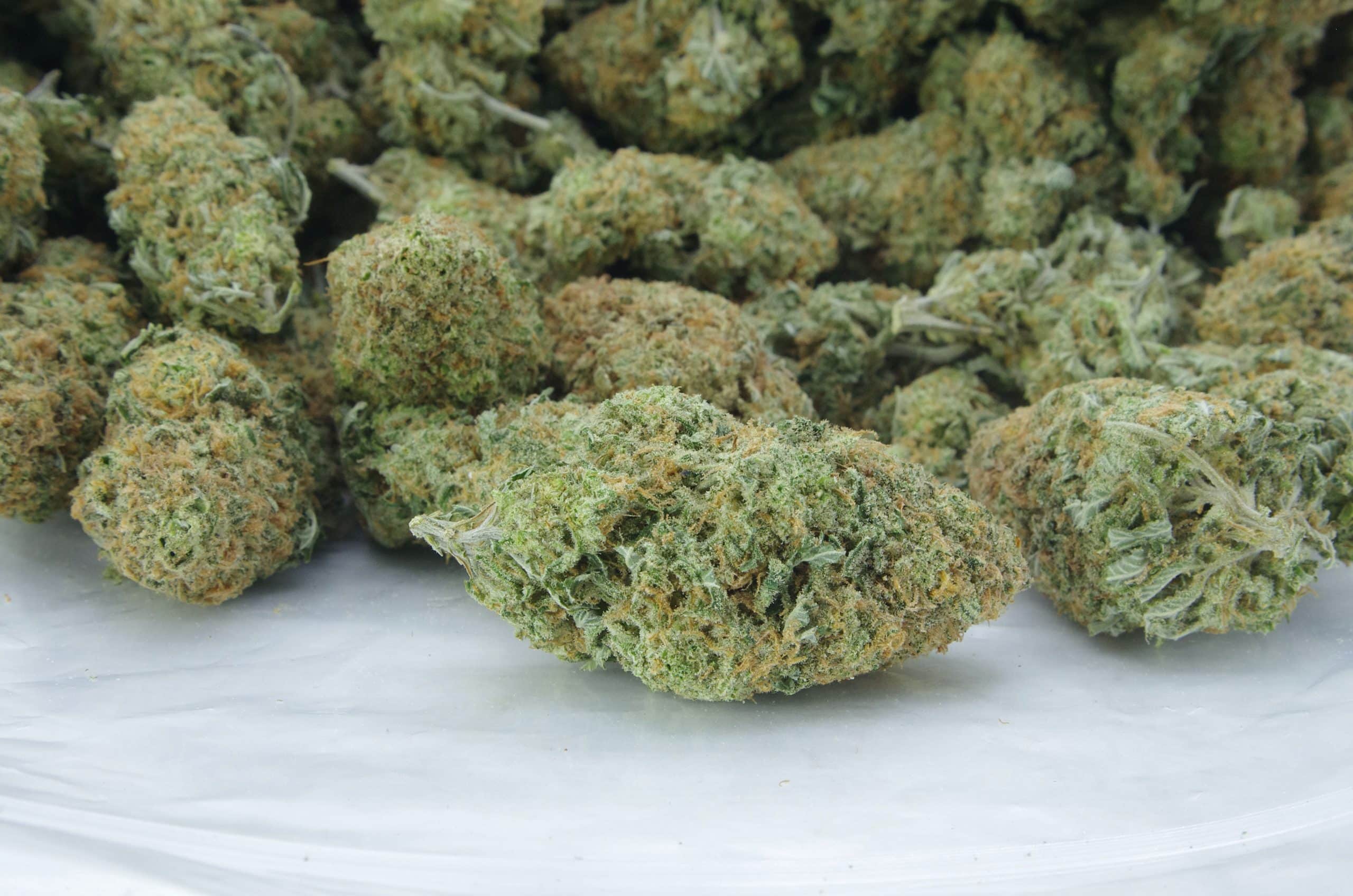 Mango Peyote (Oz Special) Hybrid anti-anxiety Mango Peyote (Oz Special) Hybrid anti-anxiety