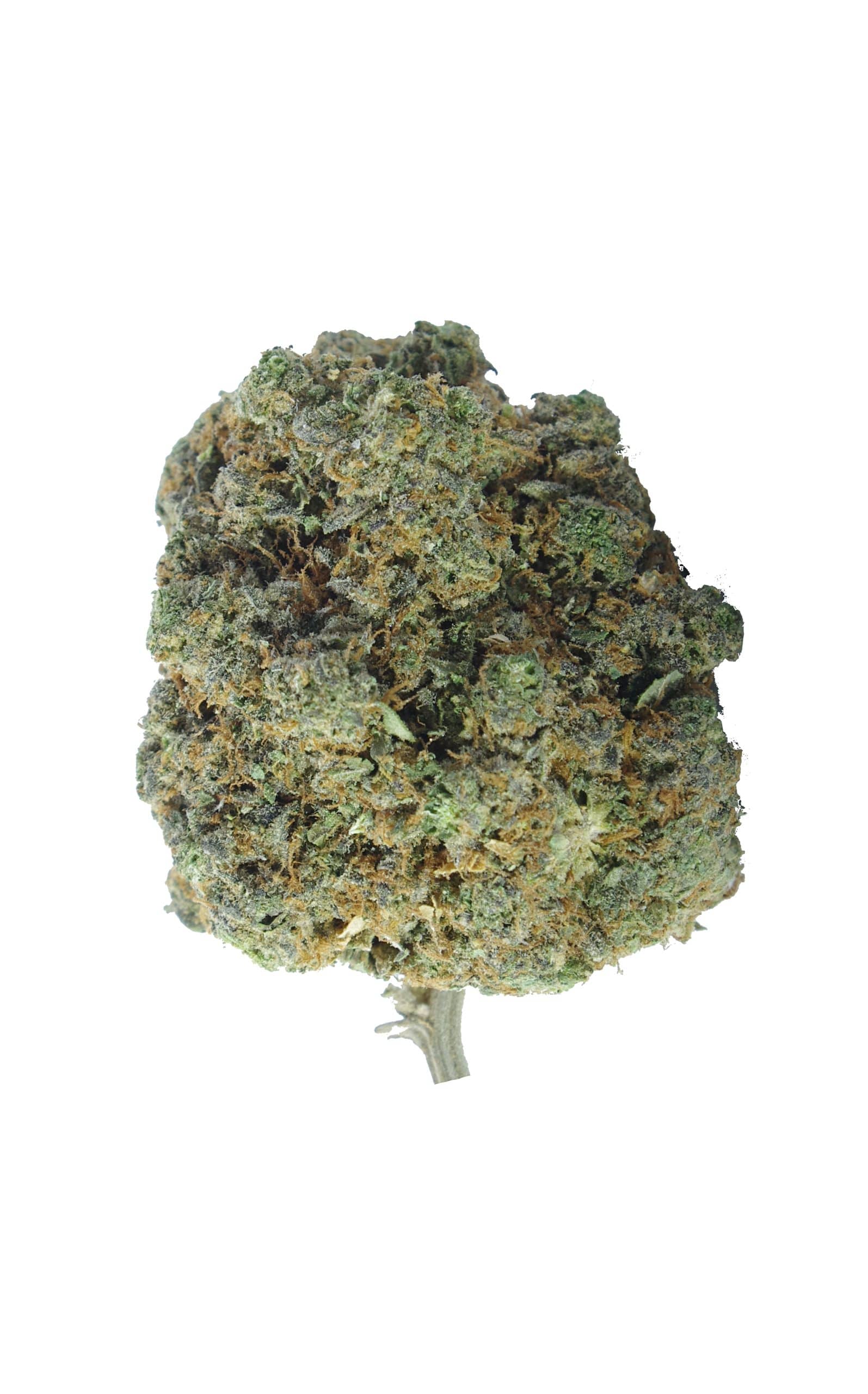 Mango Peyote (3.5G) All Strains anti-anxiety Mango Peyote (3.5G) All Strains anti-anxiety