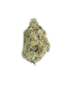 buy mimosa evo online