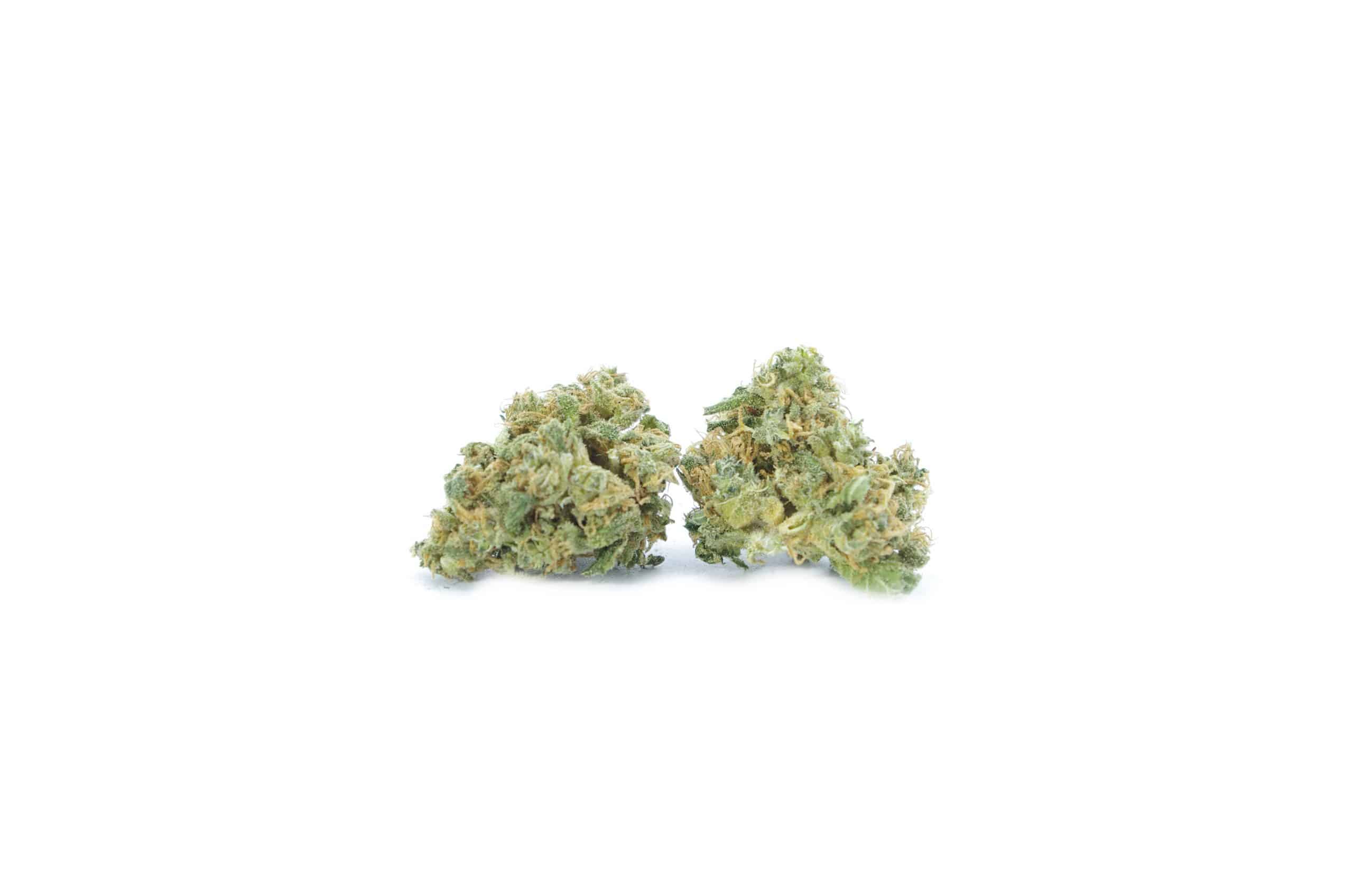 Moby Dick Mids (Oz Special) Sativa anti-anxiety Moby Dick Mids (Oz Special) Sativa anti-anxiety