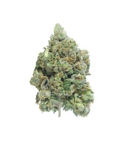 buy pink shark online