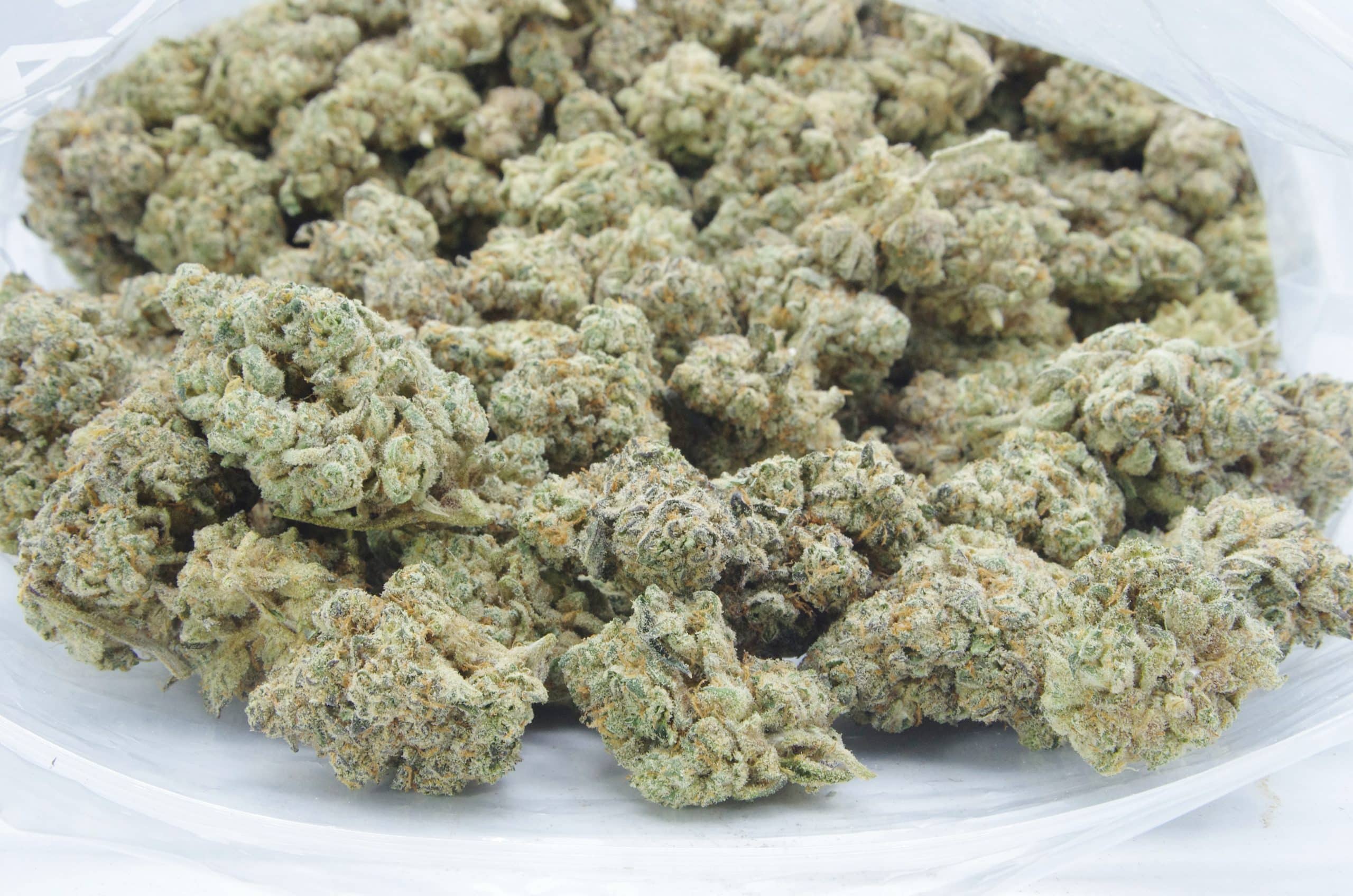 Platinum Dosidos (Oz Special) Hybrid anxiety Platinum Dosidos (Oz Special) Hybrid anxiety
