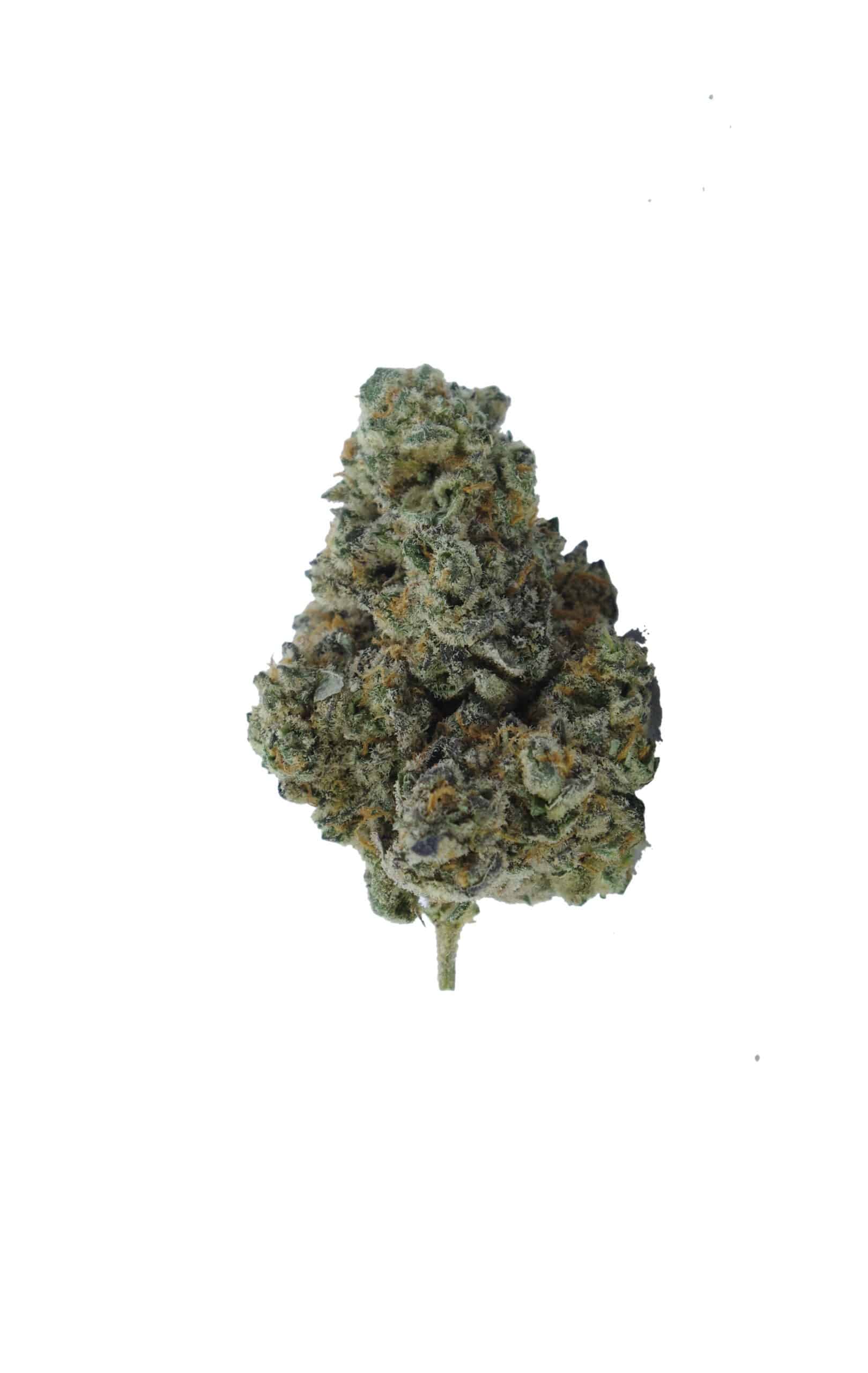 Platinum Dosidos (Oz Special) Hybrid anxiety Platinum Dosidos (Oz Special) Hybrid anxiety