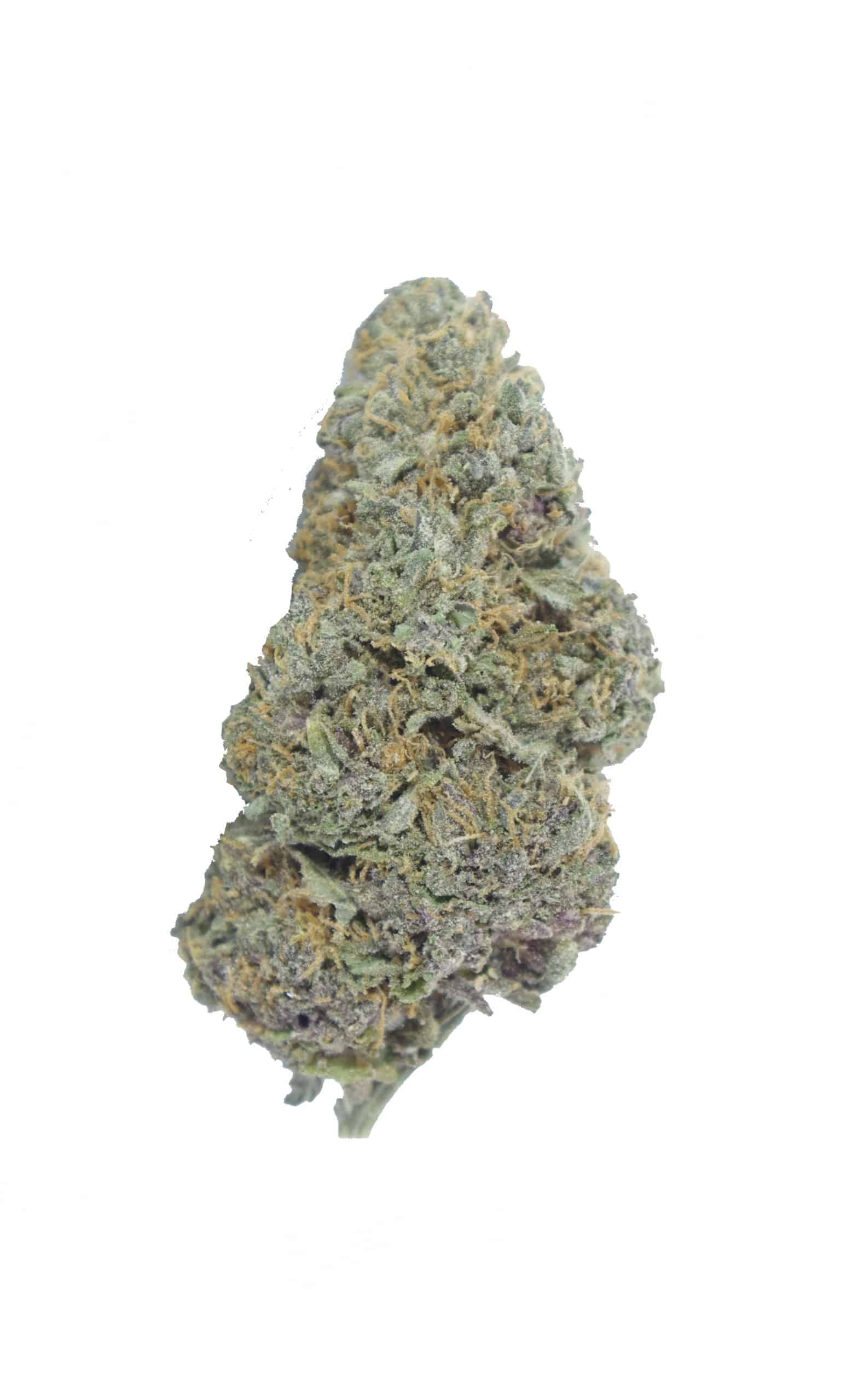 Purple Cheese (Oz Special) All Strains anxiety Purple Cheese (Oz Special) All Strains anxiety