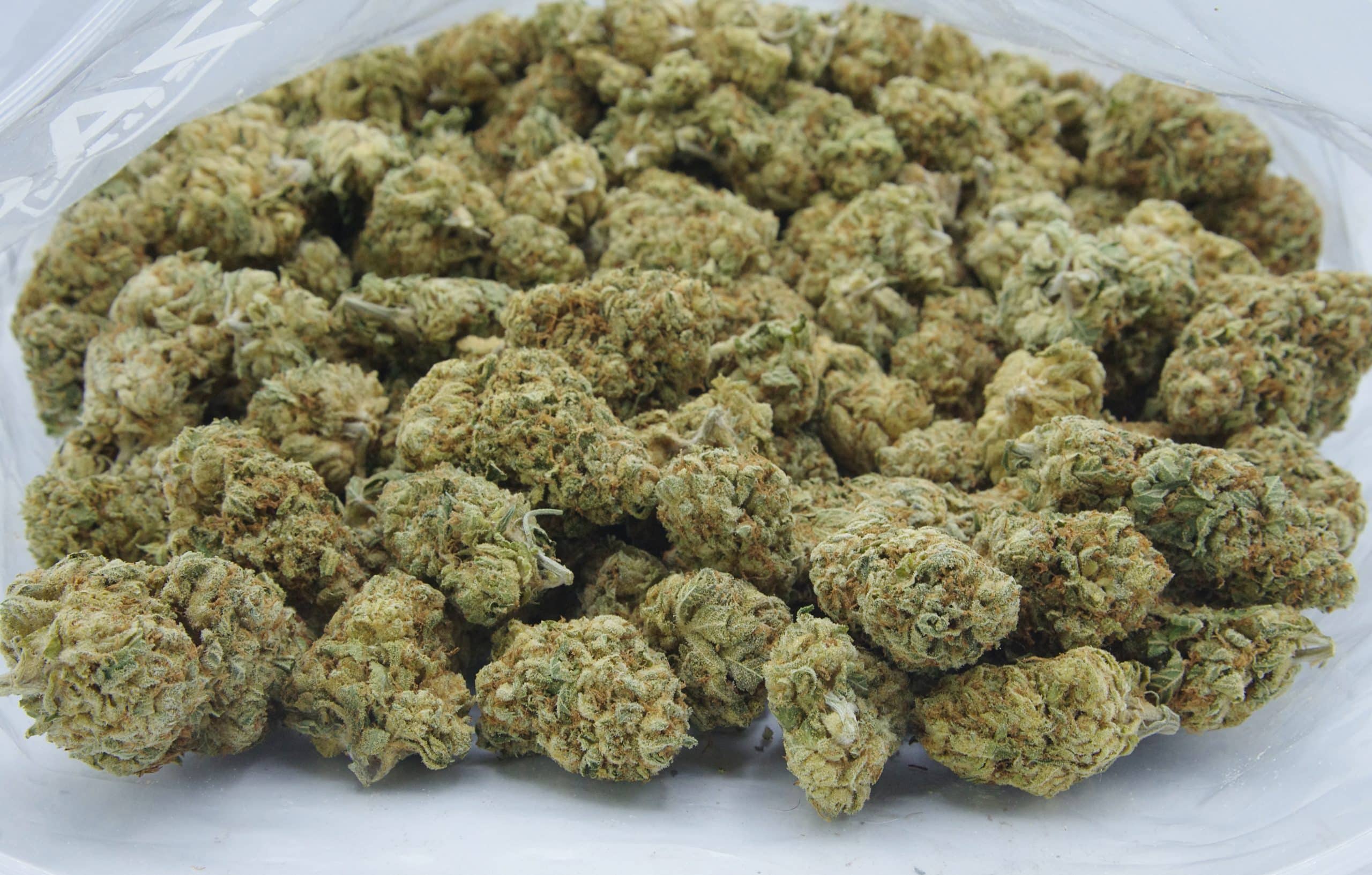 Scout Master (Oz Special) Hybrid anti-anxiety Scout Master (Oz Special) Hybrid anti-anxiety