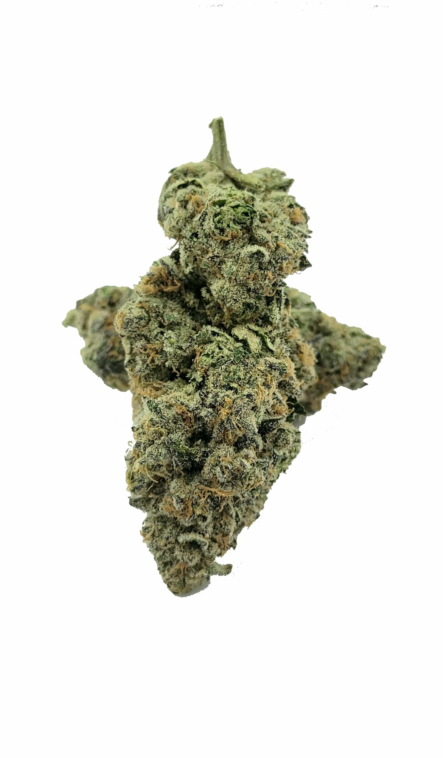 Sundae Driver (oz special) Hybrid anxiety Sundae Driver (oz special) Hybrid anxiety