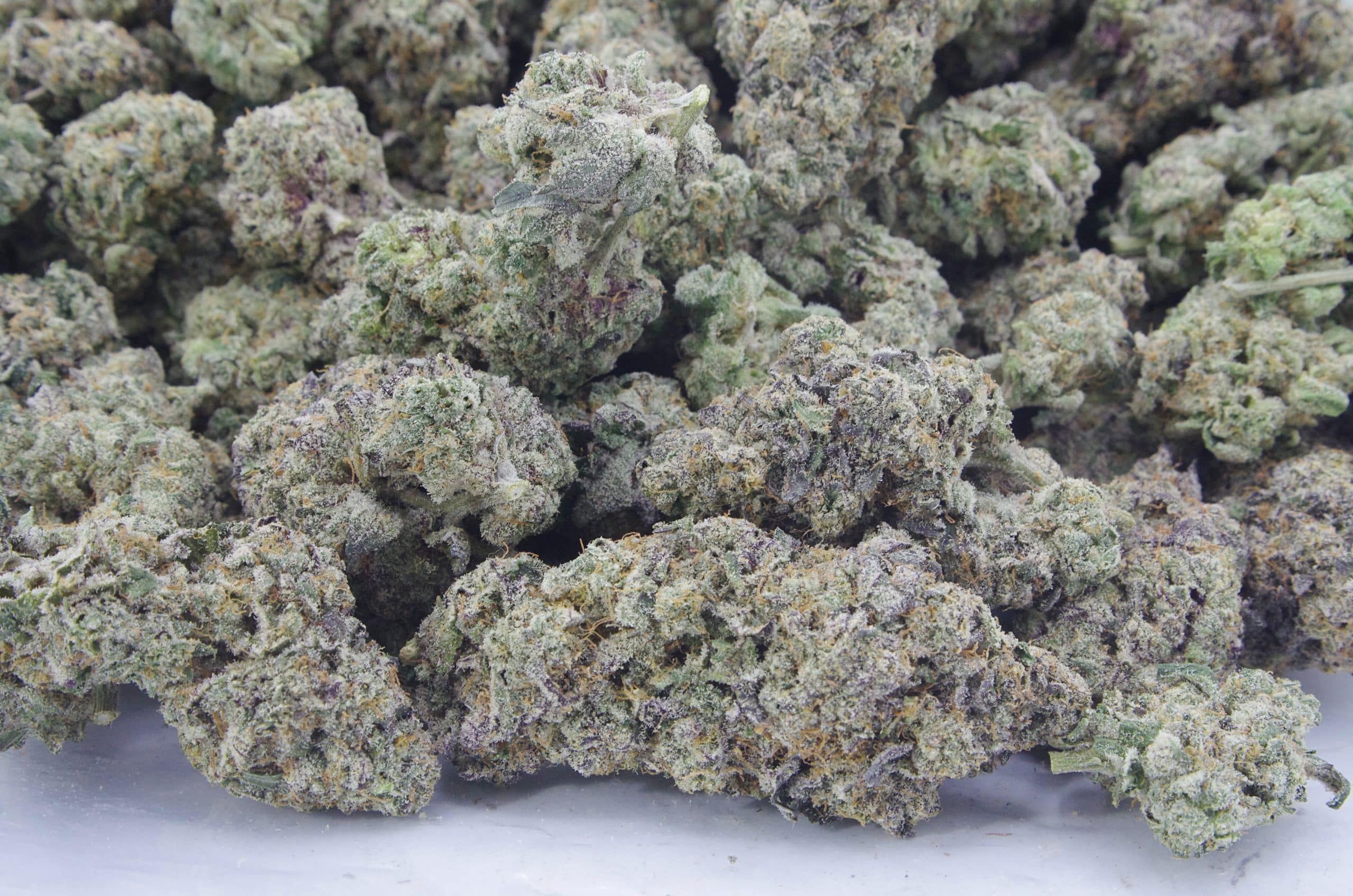 Sirius Black (Oz Special) Hybrid anti-anxiety Sirius Black (Oz Special) Hybrid anti-anxiety