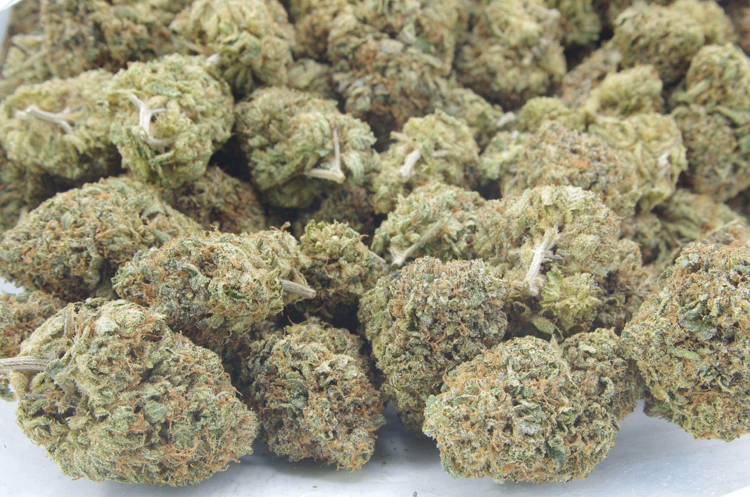 Sour OG (Oz Special) Hybrid anti-anxiety Sour OG (Oz Special) Hybrid anti-anxiety