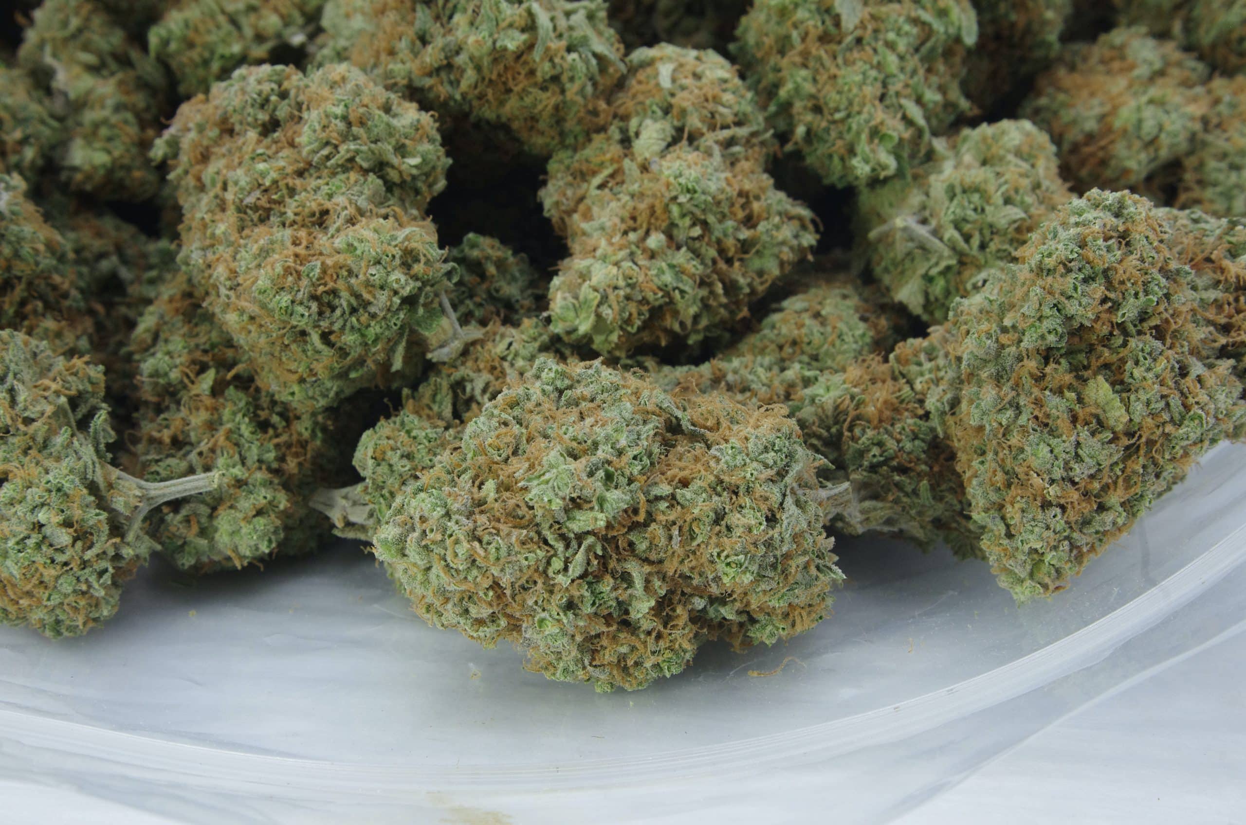 Stardawg (Oz Special) Hybrid anxiety Stardawg (Oz Special) Hybrid anxiety
