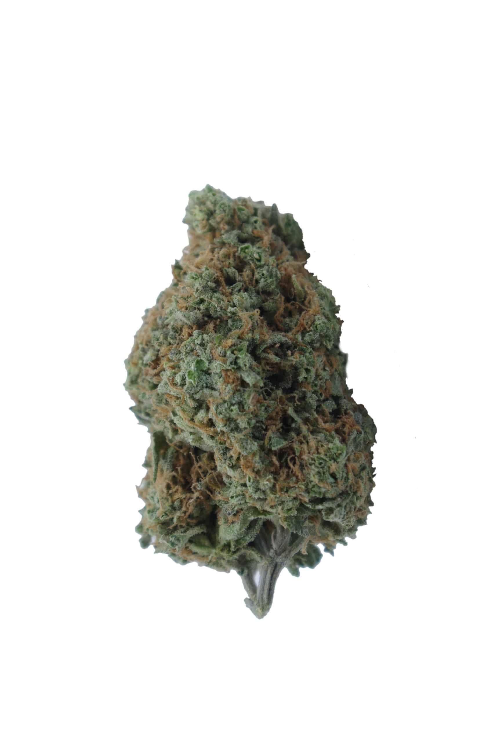 Stardawg (Oz Special) Hybrid anxiety Stardawg (Oz Special) Hybrid anxiety