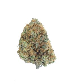 buy tangie online