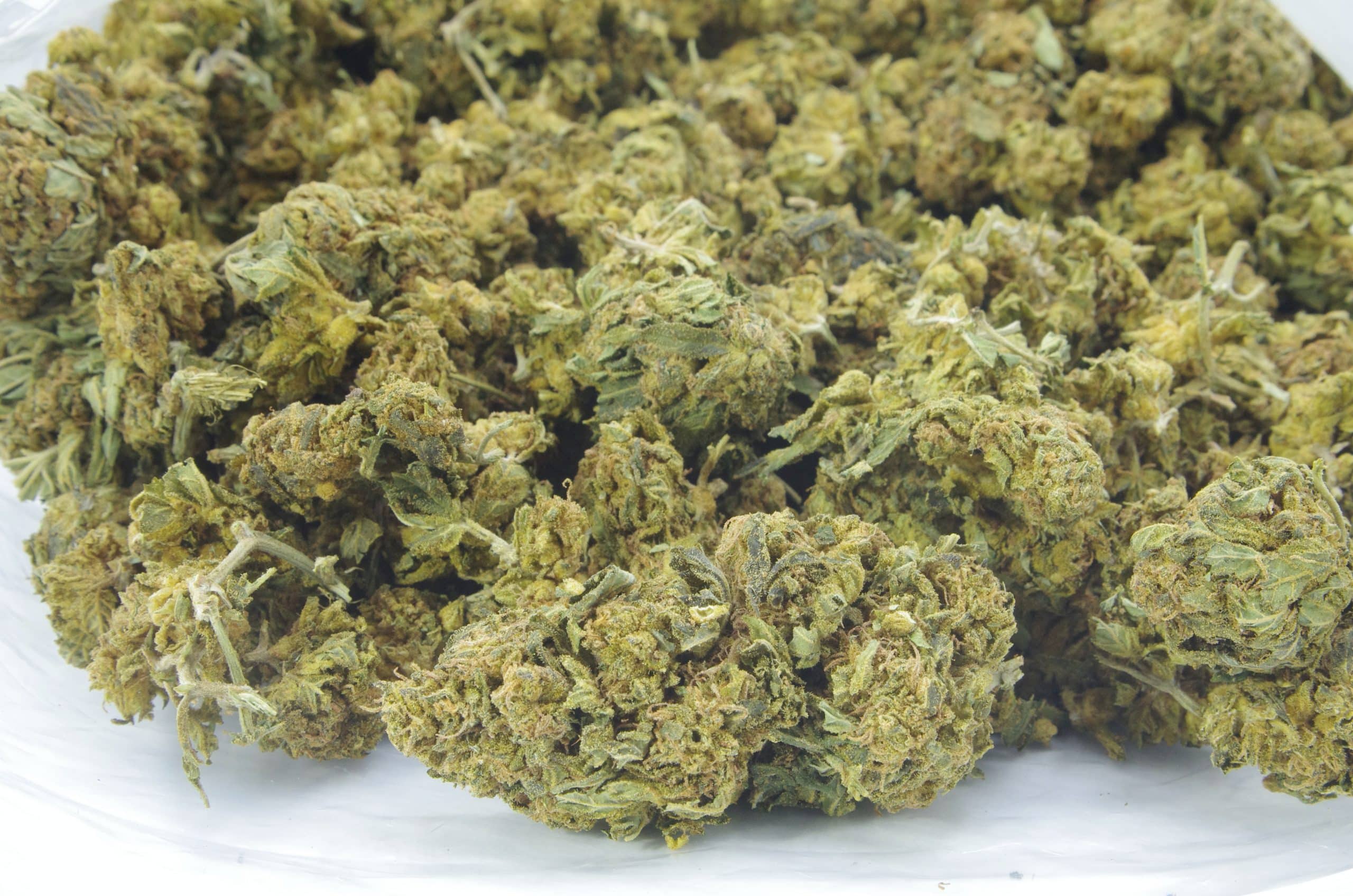 Timewarp (Oz Special) All Strains anxiety Timewarp (Oz Special) All Strains anxiety
