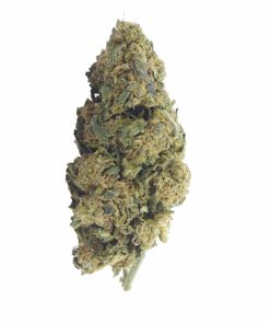buy timewarp online