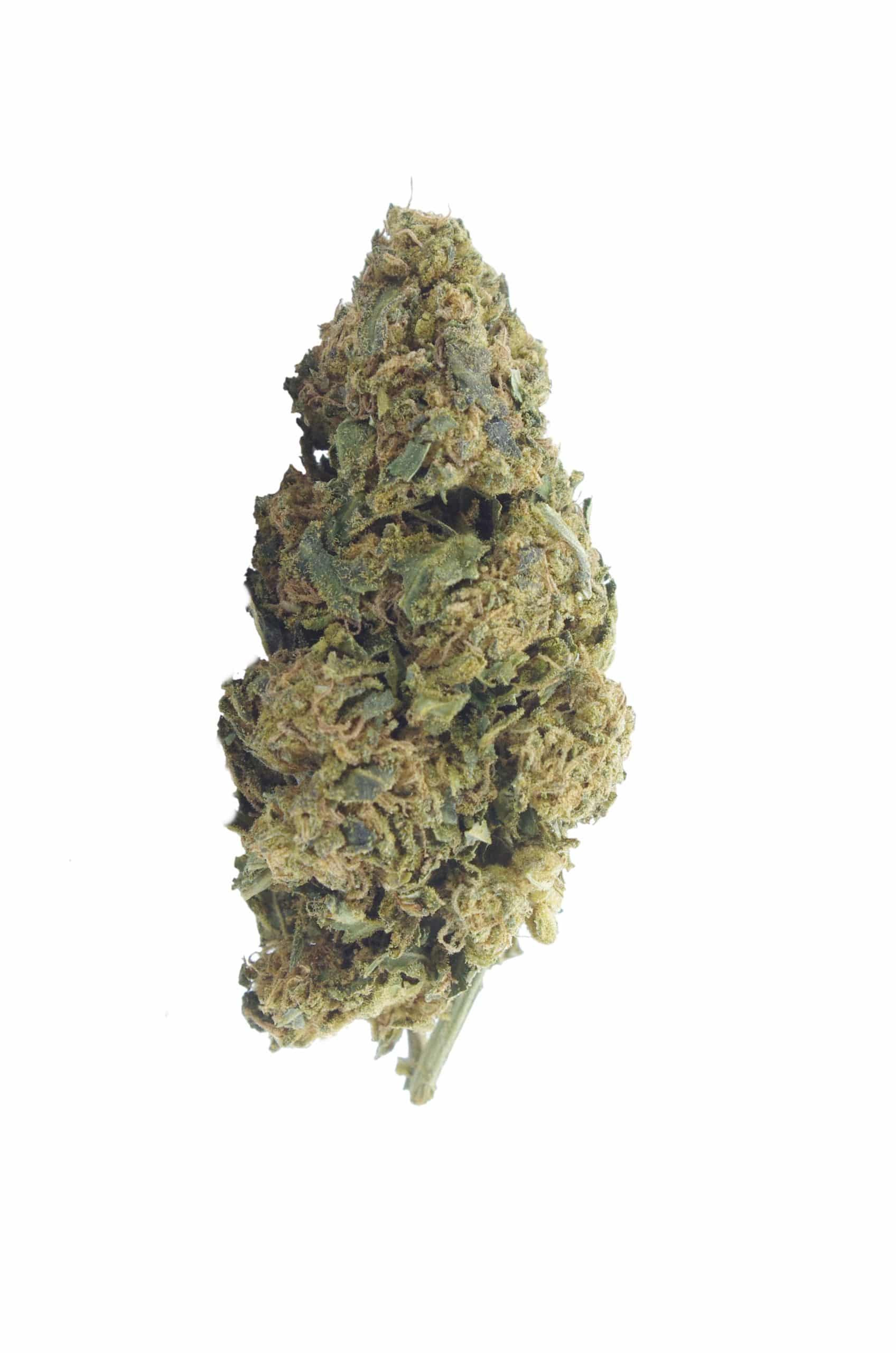 Timewarp (Oz Special) All Strains anxiety Timewarp (Oz Special) All Strains anxiety