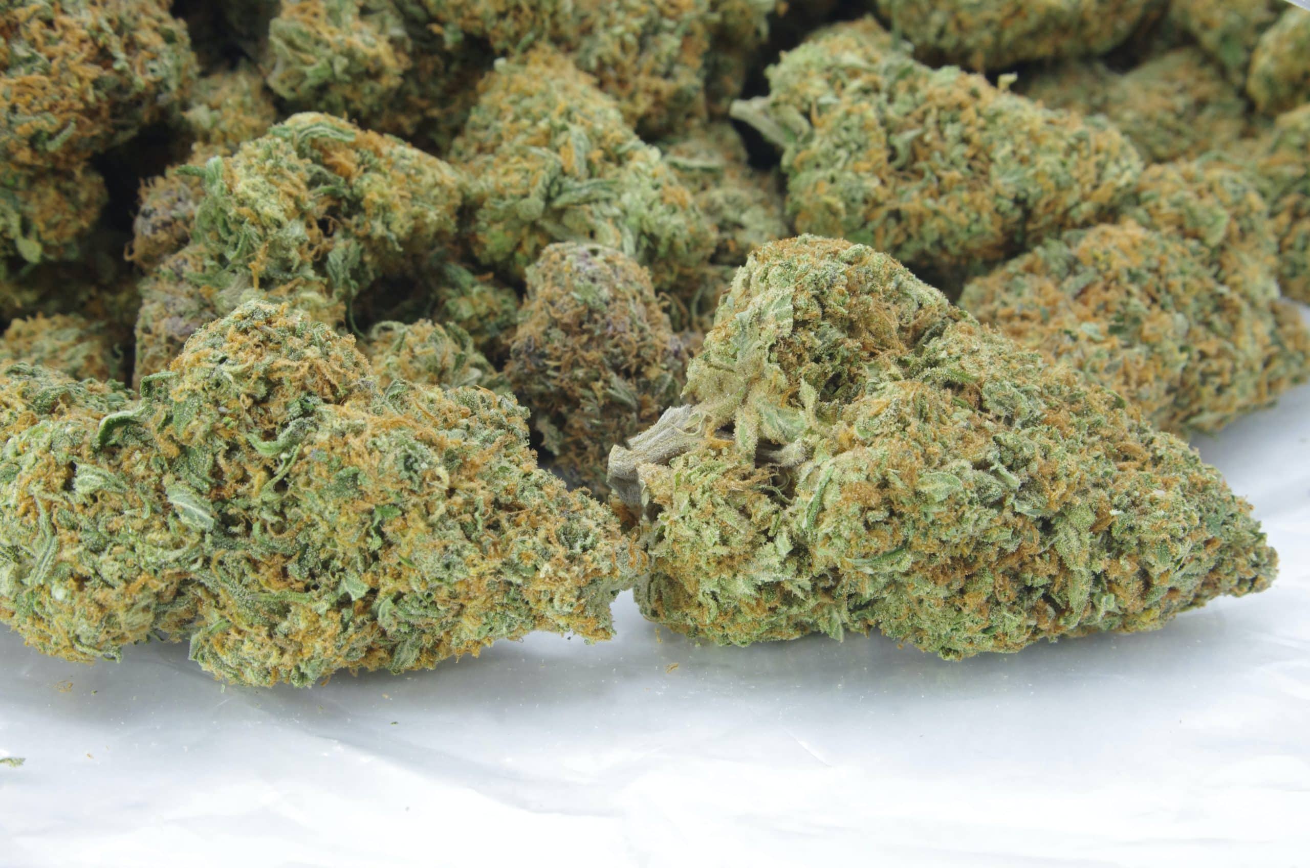 Watermelon Haze (Oz Special) All Strains anti-anxiety Watermelon Haze (Oz Special) All Strains anti-anxiety