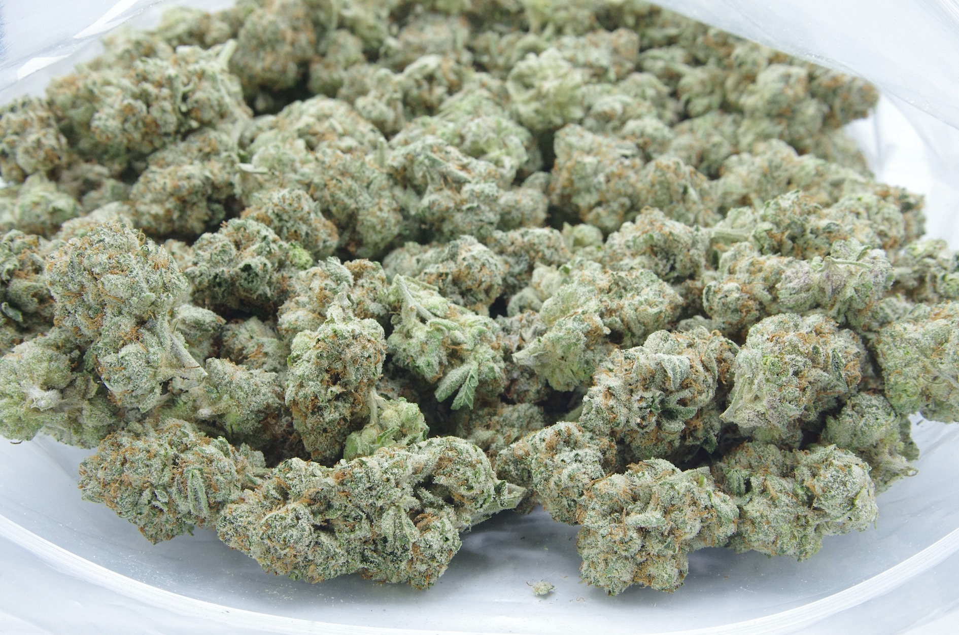 White Gold (Oz Special) Hybrid anti-anxiety White Gold (Oz Special) Hybrid anti-anxiety