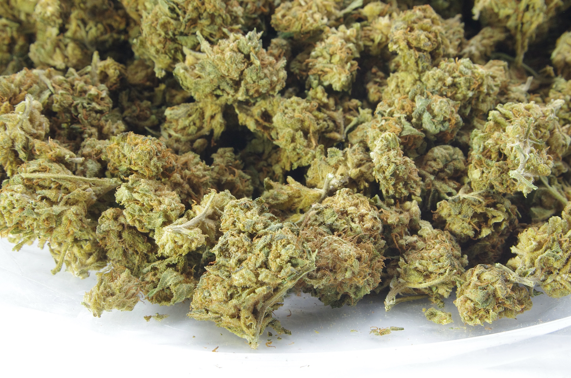 Peppermint Cookies Smalls Oz Special Indica anti-anxiety Peppermint Cookies Smalls Oz Special Indica anti-anxiety