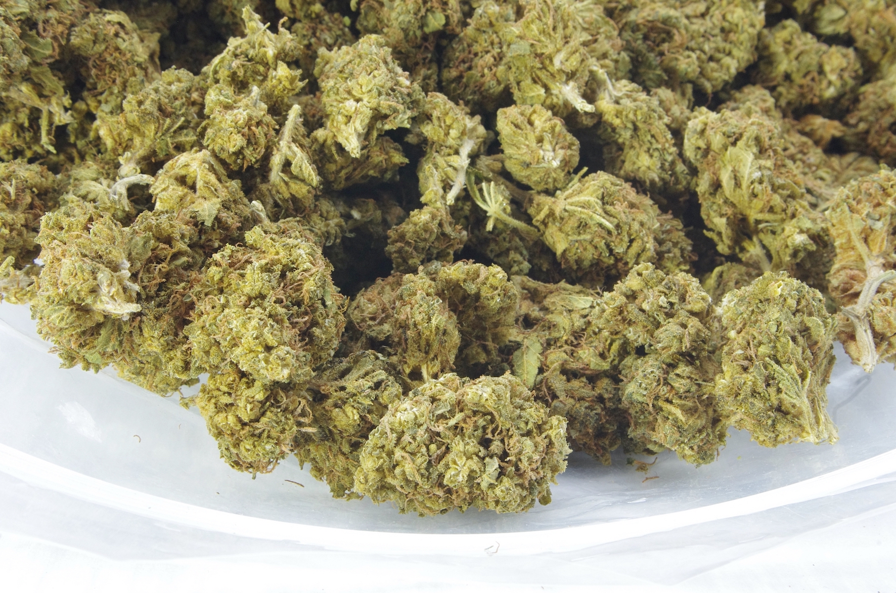 Lemon Haze (Oz Special) Sativa anxiety Lemon Haze (Oz Special) Sativa anxiety